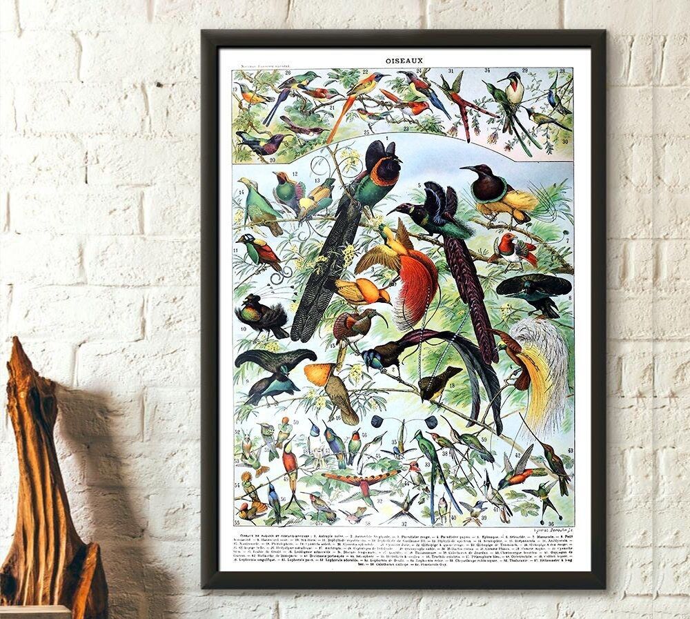 Poster vintage di uccelli di Adolphe Millot del 1909 – Stampa botanica – Arte murale di qualità