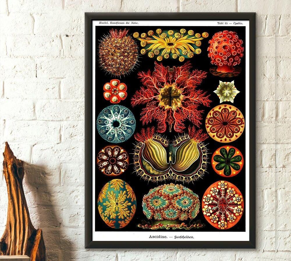 Manifesto vintage di animali marini 1904 – Haeckel – Decorazione nautica – Stampa di vita oceanica