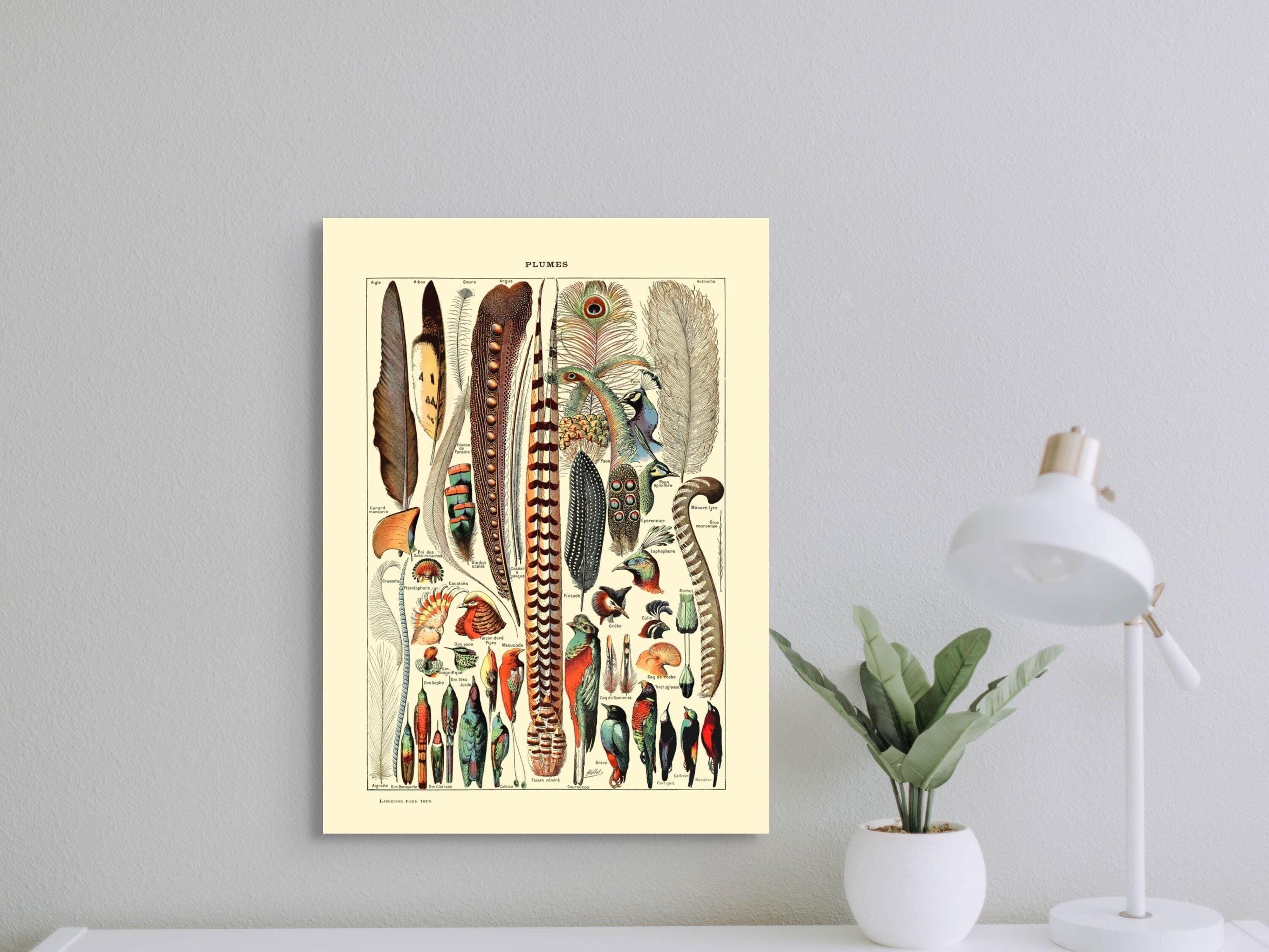 Poster vintage con piume botaniche di Adolphe Millot del 1909 – Arte di qualità premium