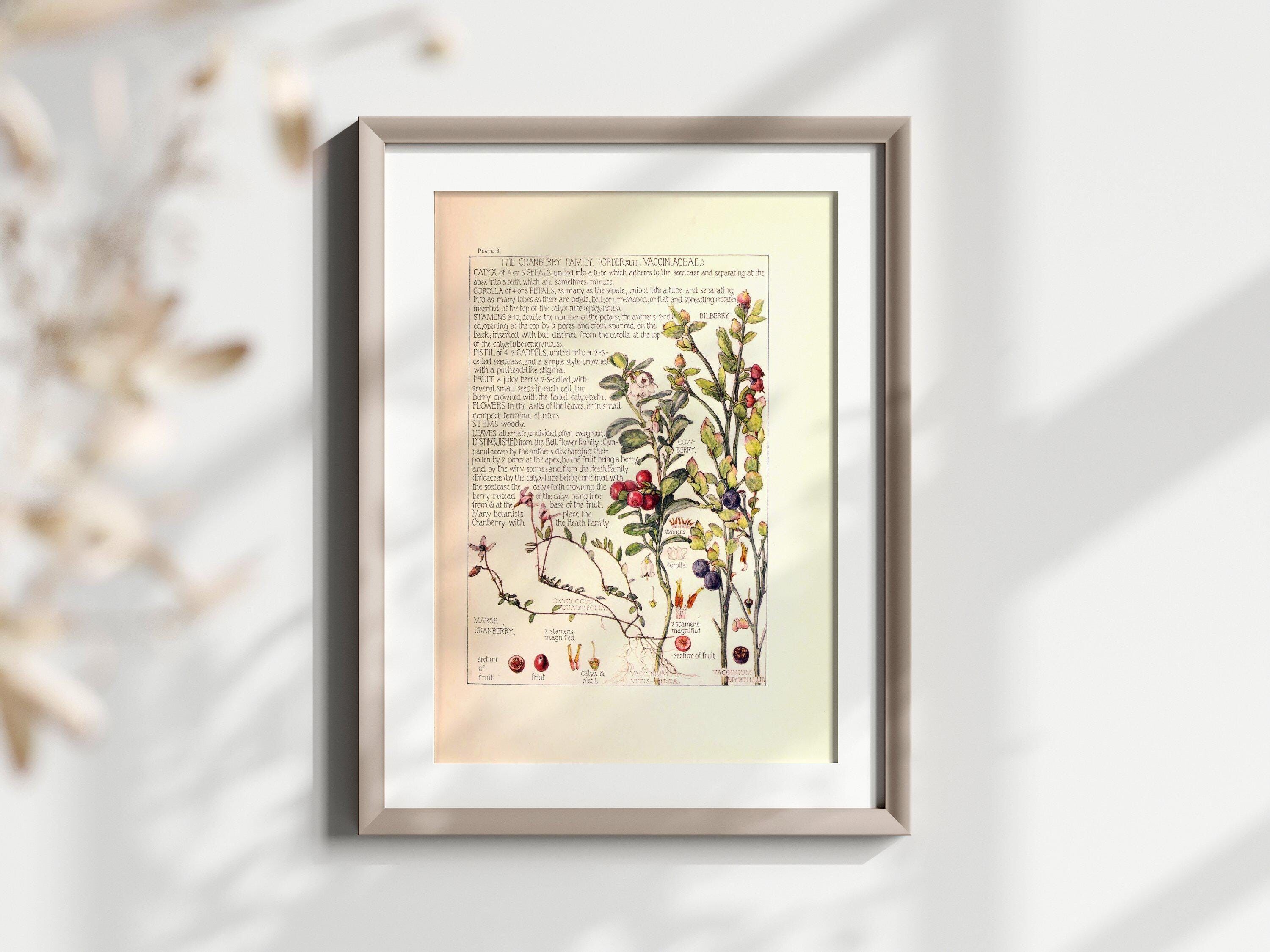 Stampa botanica vintage di mirtillo rosso – Studio di piante – Decorazione per amanti della natura