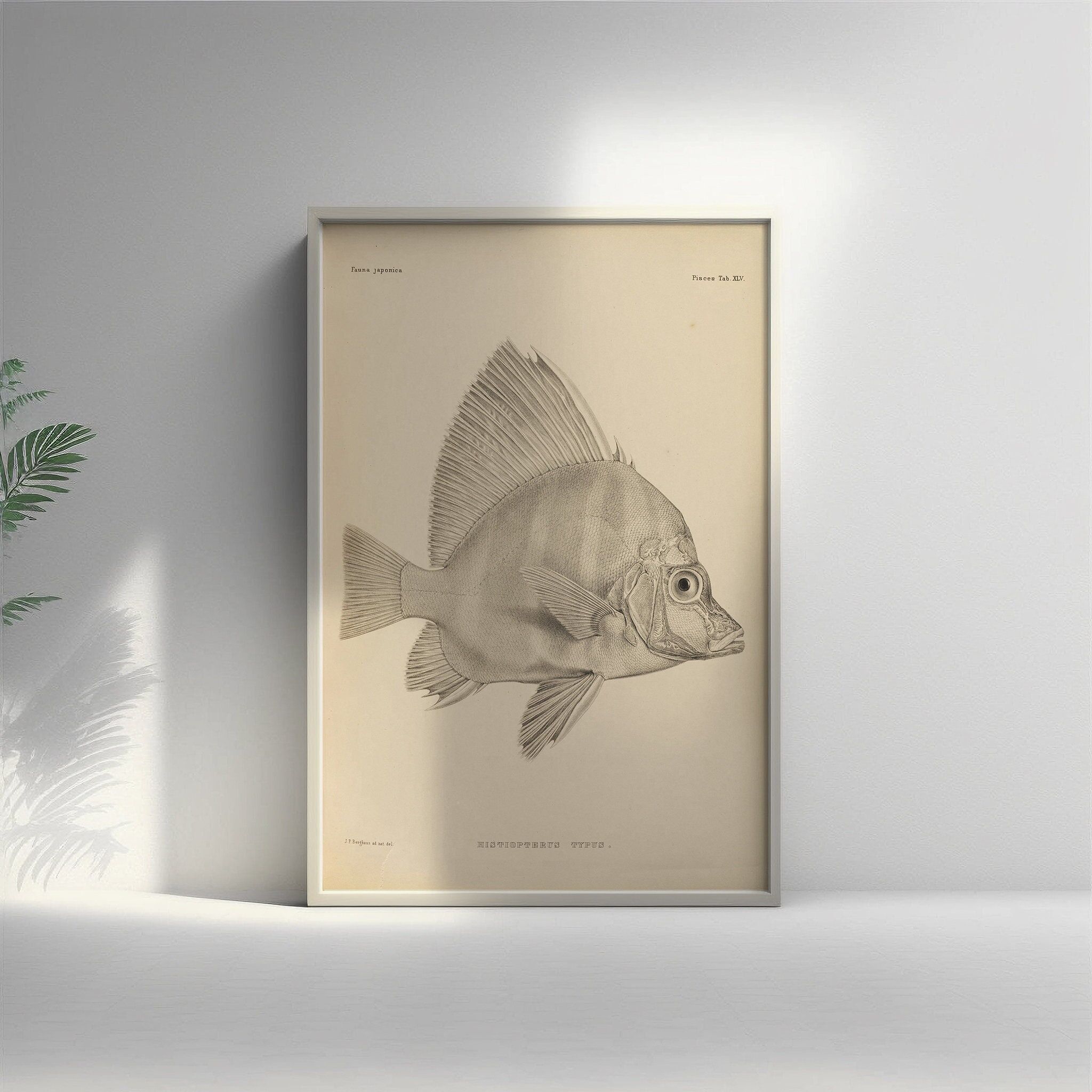 Stampa giapponese di pesci del XIX secolo – Fauna Japonica – Poster da parete botanico di alta qualità