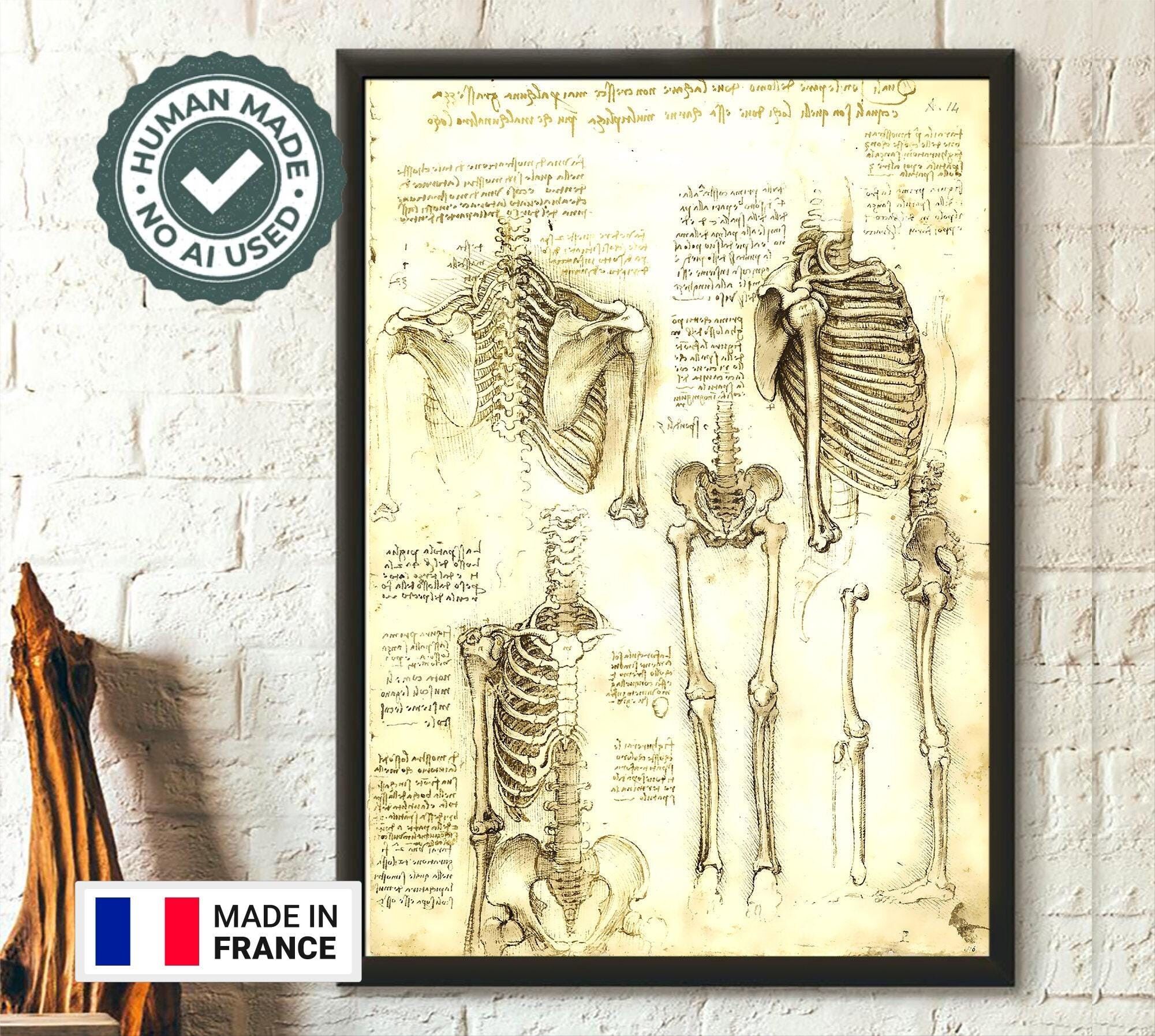 Stampa anatomica di Da Vinci – Ossa umane – Arte medica d'epoca