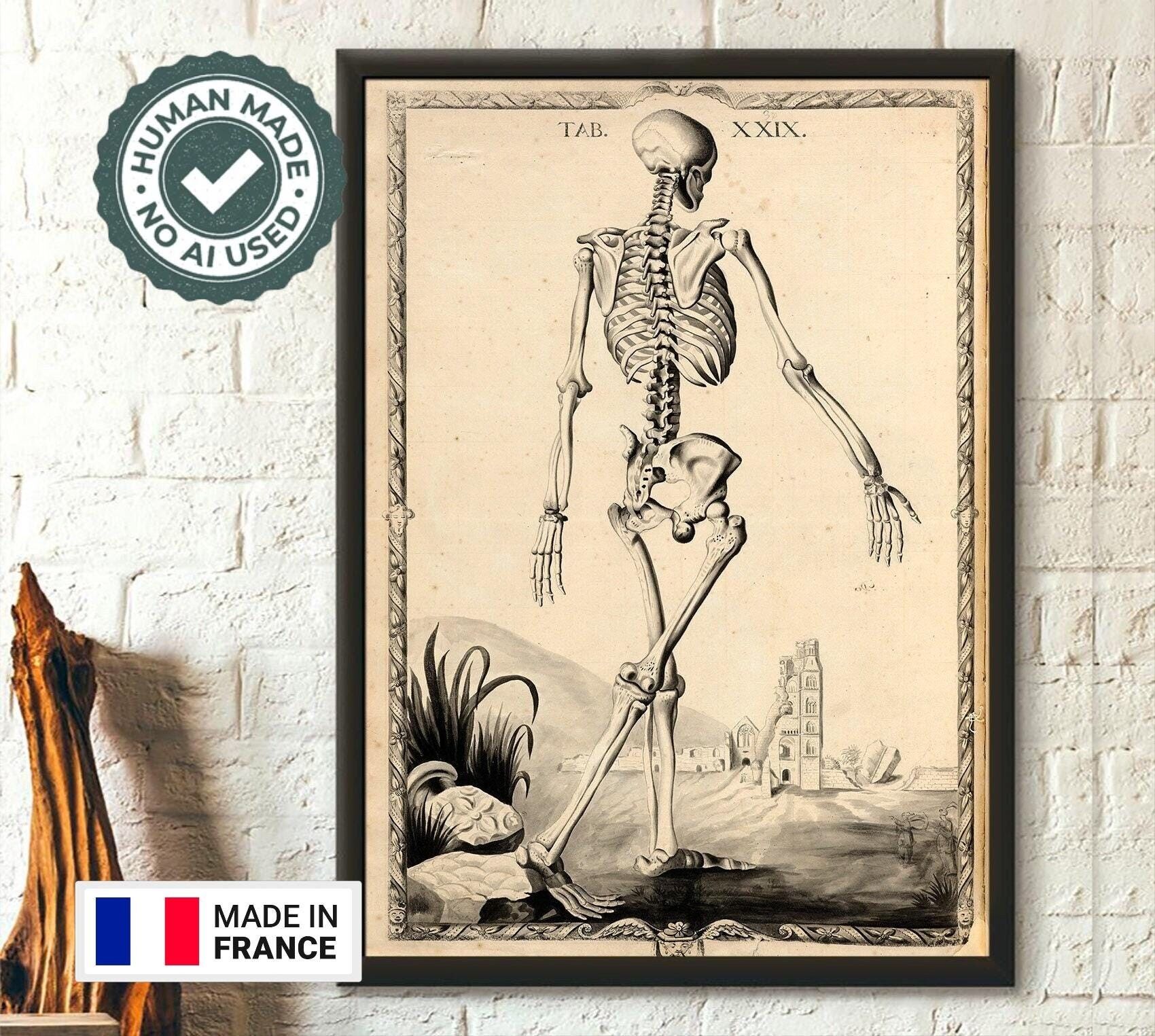 Stampa anatomica vintage di scheletro di John Fotherby - Arte medica - Idea regalo per medici