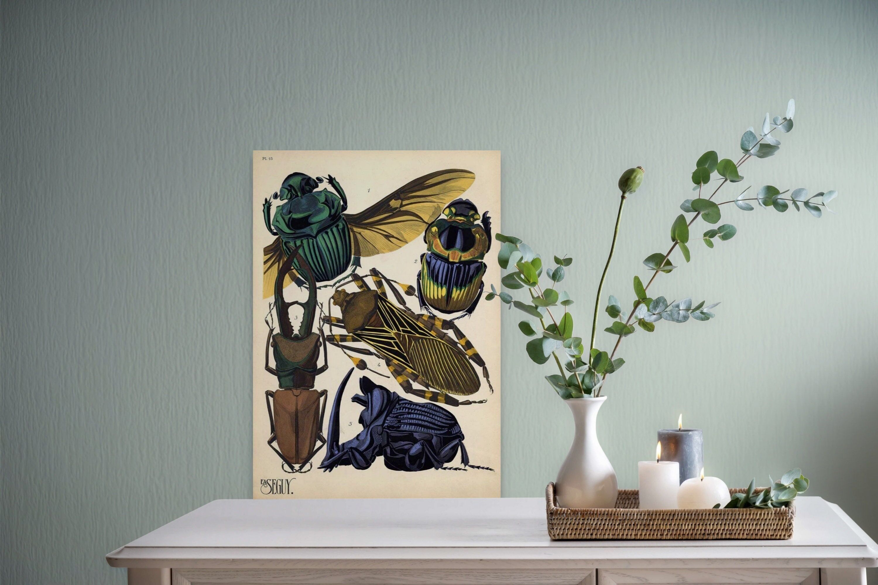 Poster vintage di insetti coleotteri – Arte botanica di alta qualità – Arte unica di insetti