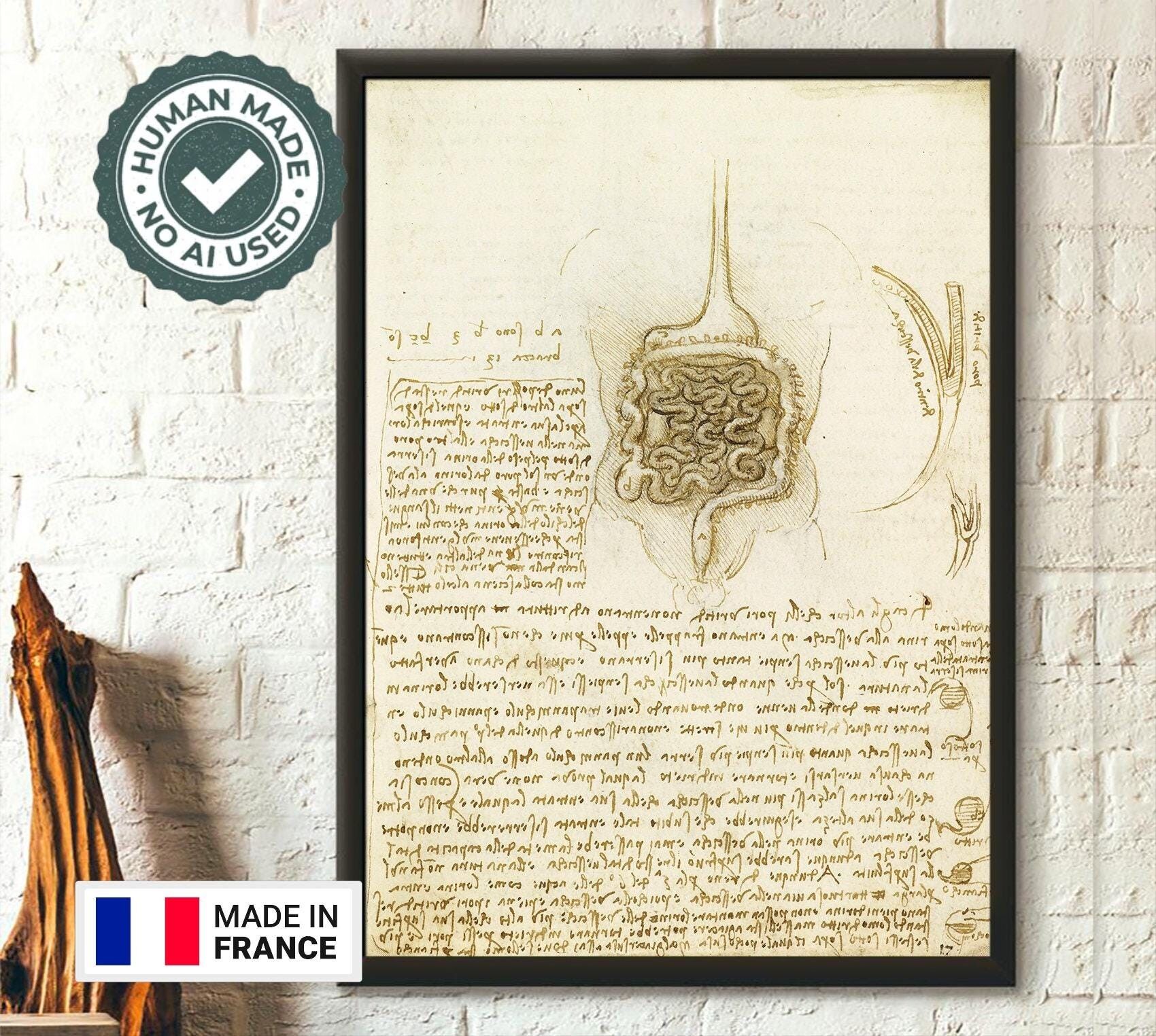 Da Vinci 1508 – Il tratto gastrointestinale e la vescica – Arte medica – Poster di anatomia umana – Poster del cuore di Da Vinci – Regalo medico – Arte murale