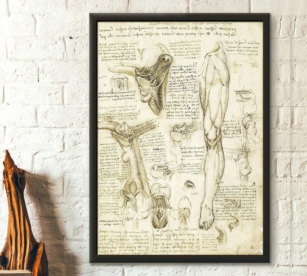 Stampa anatomica di Da Vinci – Decorazione medica – Poster anatomico umano – Scienza dell'anatomia umana – Poster anatomici di Da Vinci – Arte murale