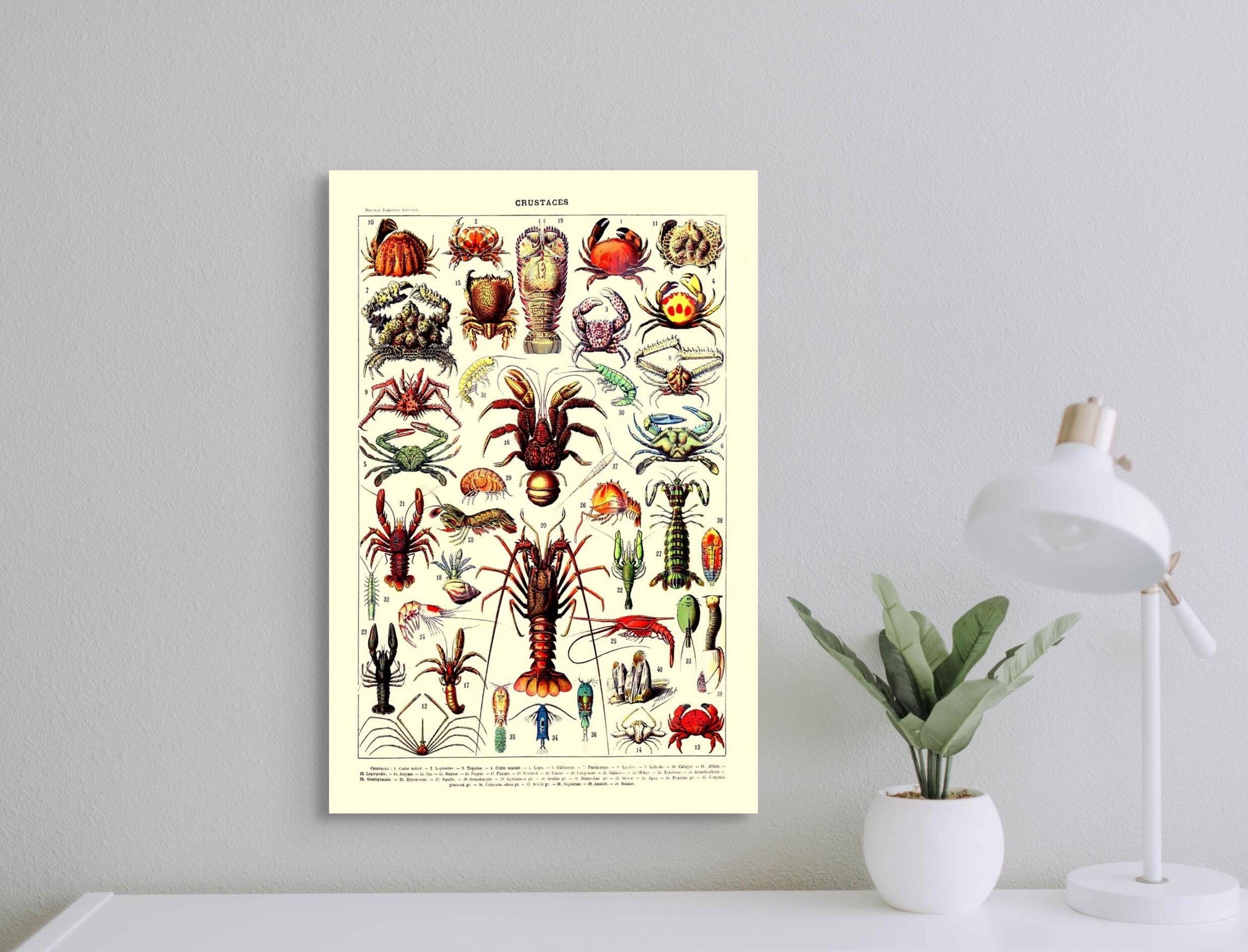 Stampa scientifica vintage 1909 Adolphe Millot – Poster di crostacei – Illustrazioni Larousse – Poster di animali marini