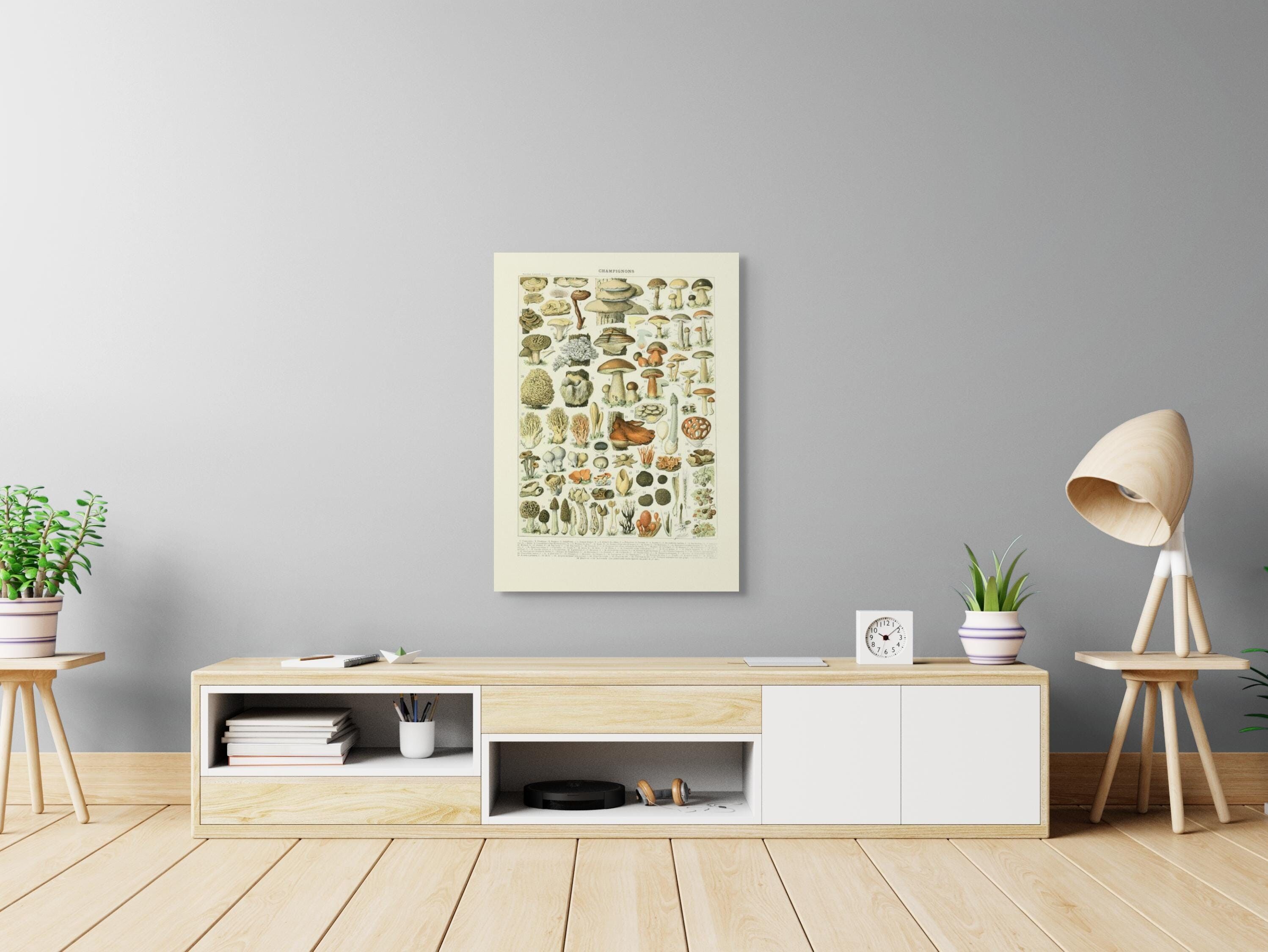 Stampa scientifica fungo 1909 Adolphe Millot – Manifesto botanico fungo – Manifesto Larousse – Manifesto scientifico