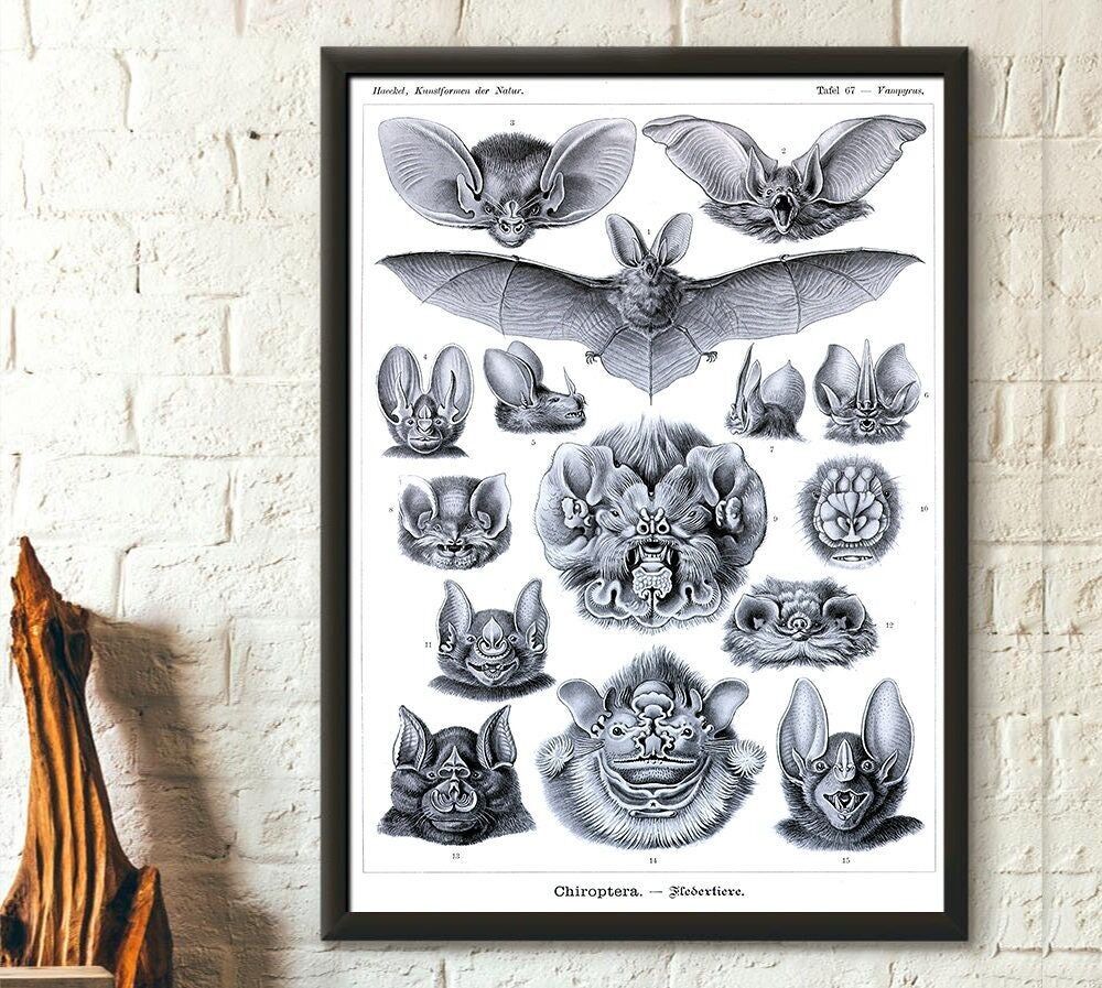 Poster Premium: Pipistrelli d'epoca 1904 – Poster di pipistrelli d'epoca – Poster di Haeckel – Riproduzione artistica