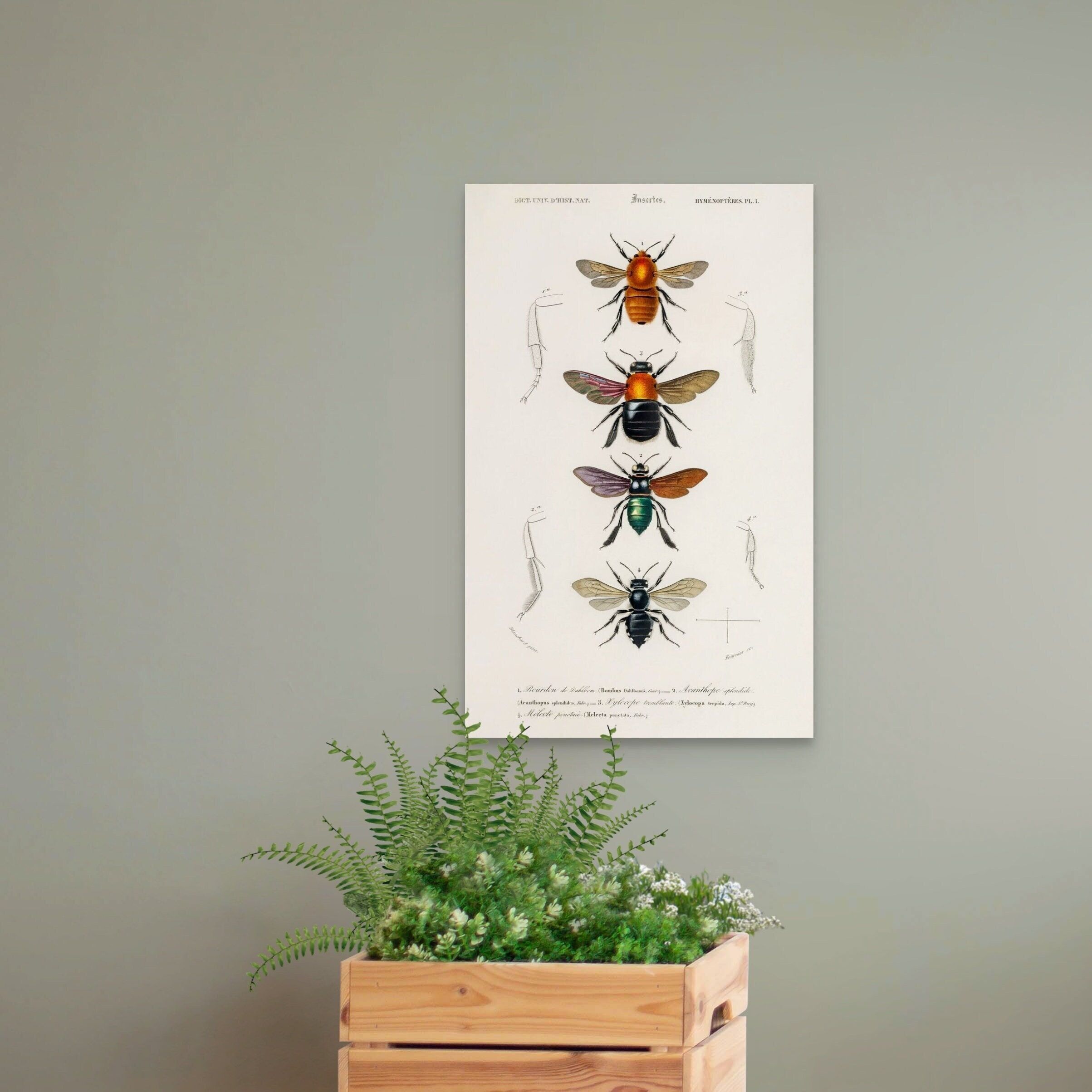 Stampa d'epoca di insetti del 1892 di Charles Dessalines D'Orbigny – Arte murale botanica – Poster di insetti