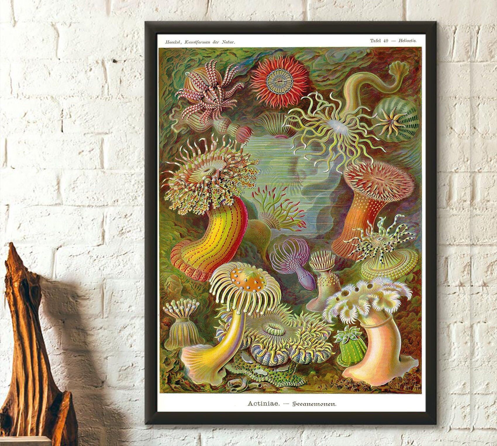 Poster Premium: Anemone d'epoca 1904 – Poster nautico d'epoca – Arte murale marina – Stampa oceanica