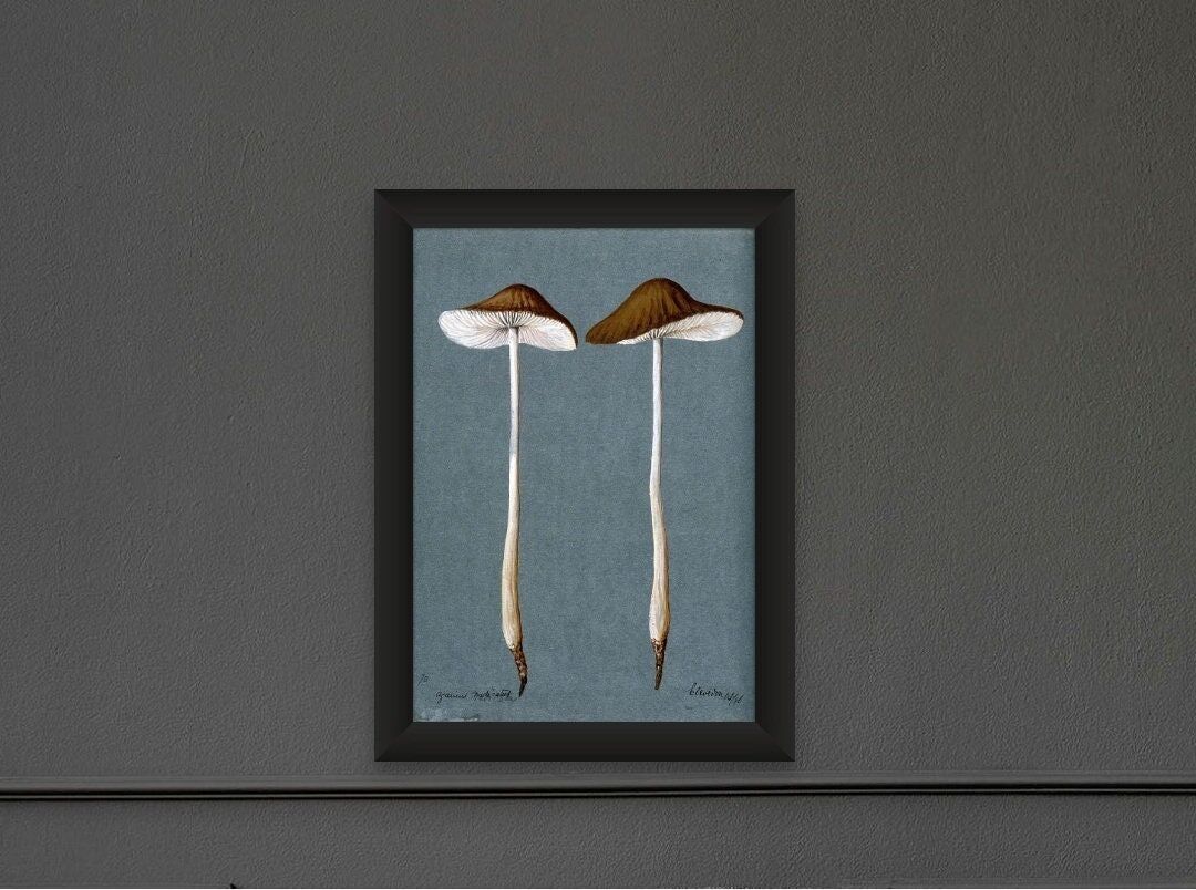 Decorazione murale vintage con funghi 1896 – Poster con funghi – Stampa botanica – Decorazione vintage con funghi