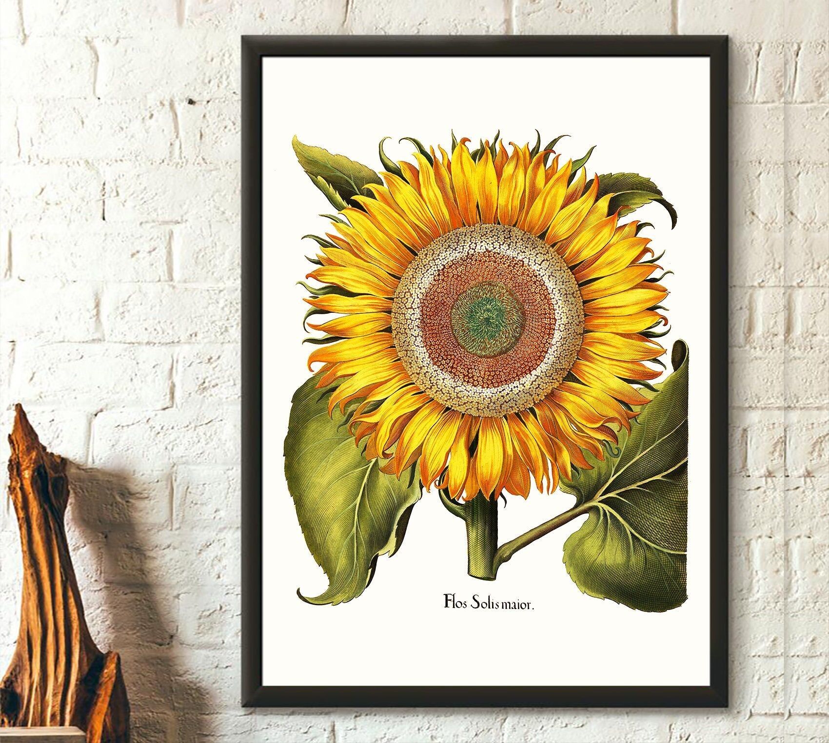 Girasole 1613 – Stampa botanica vintage – Illustrazione floreale – Decorazione murale