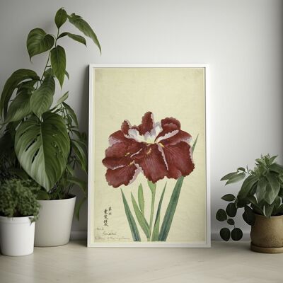 Poster iris vintage – Estampe florale japonaise – Jardin romantique