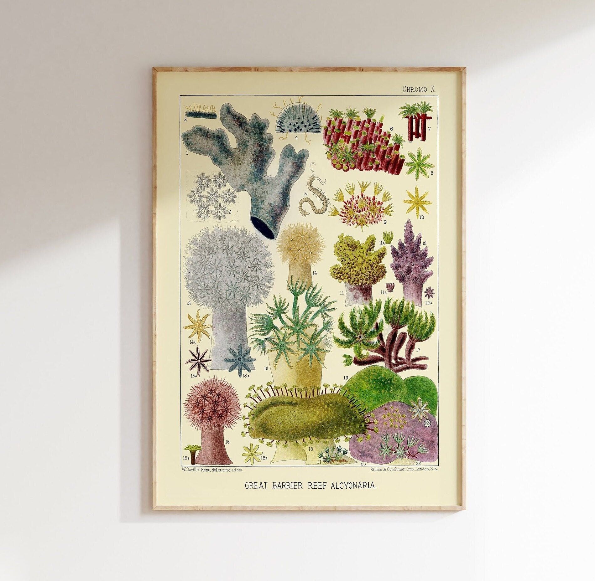 Poster Premium: Grande Barriera Corallina 1893 – Arte murale di qualità premium