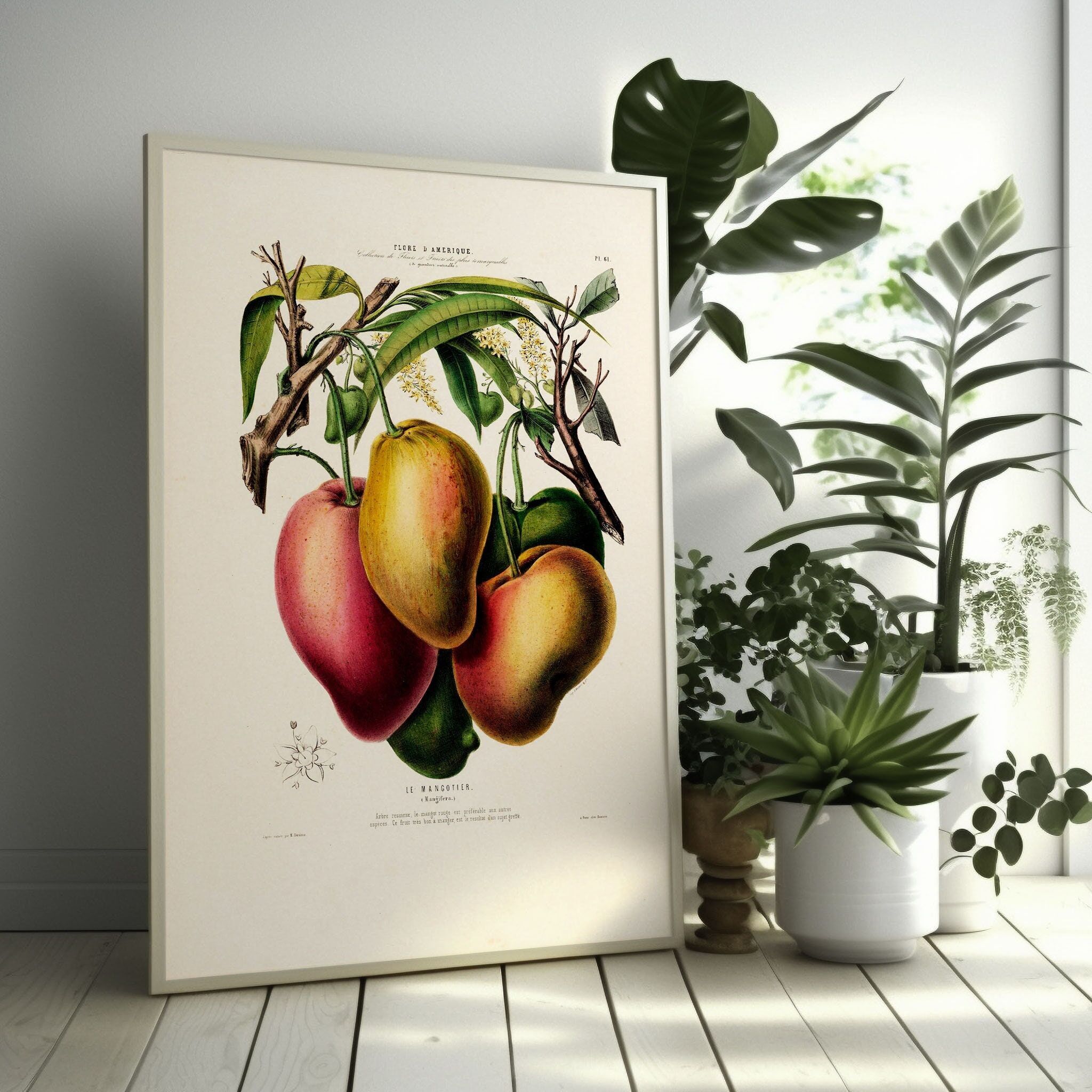 Stampa floreale di mango del XIX secolo – Decorazione botanica vintage – Poster tropicale