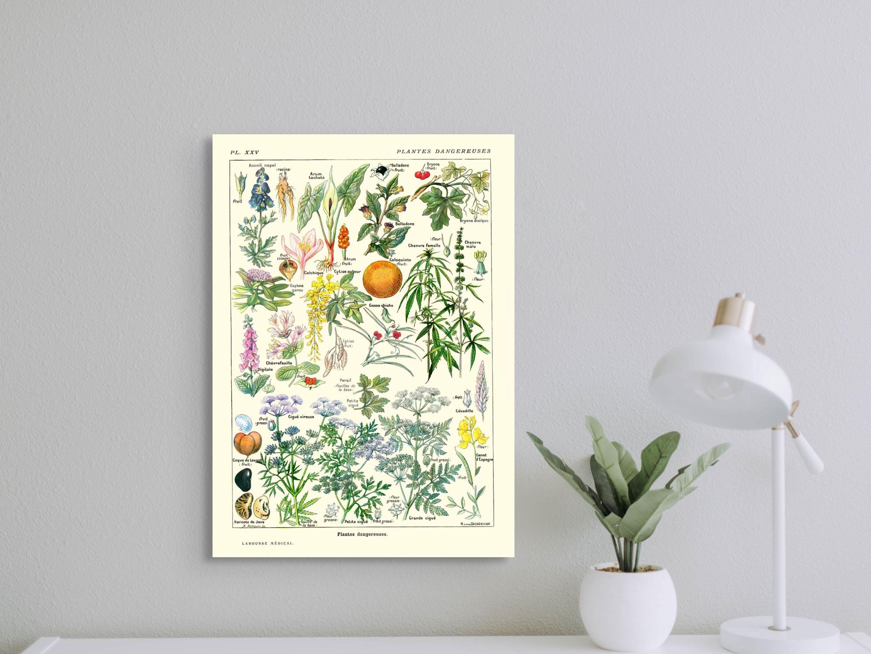 Stampa botanica d'epoca Piante pericolose 1912 – Poster medico decorativo