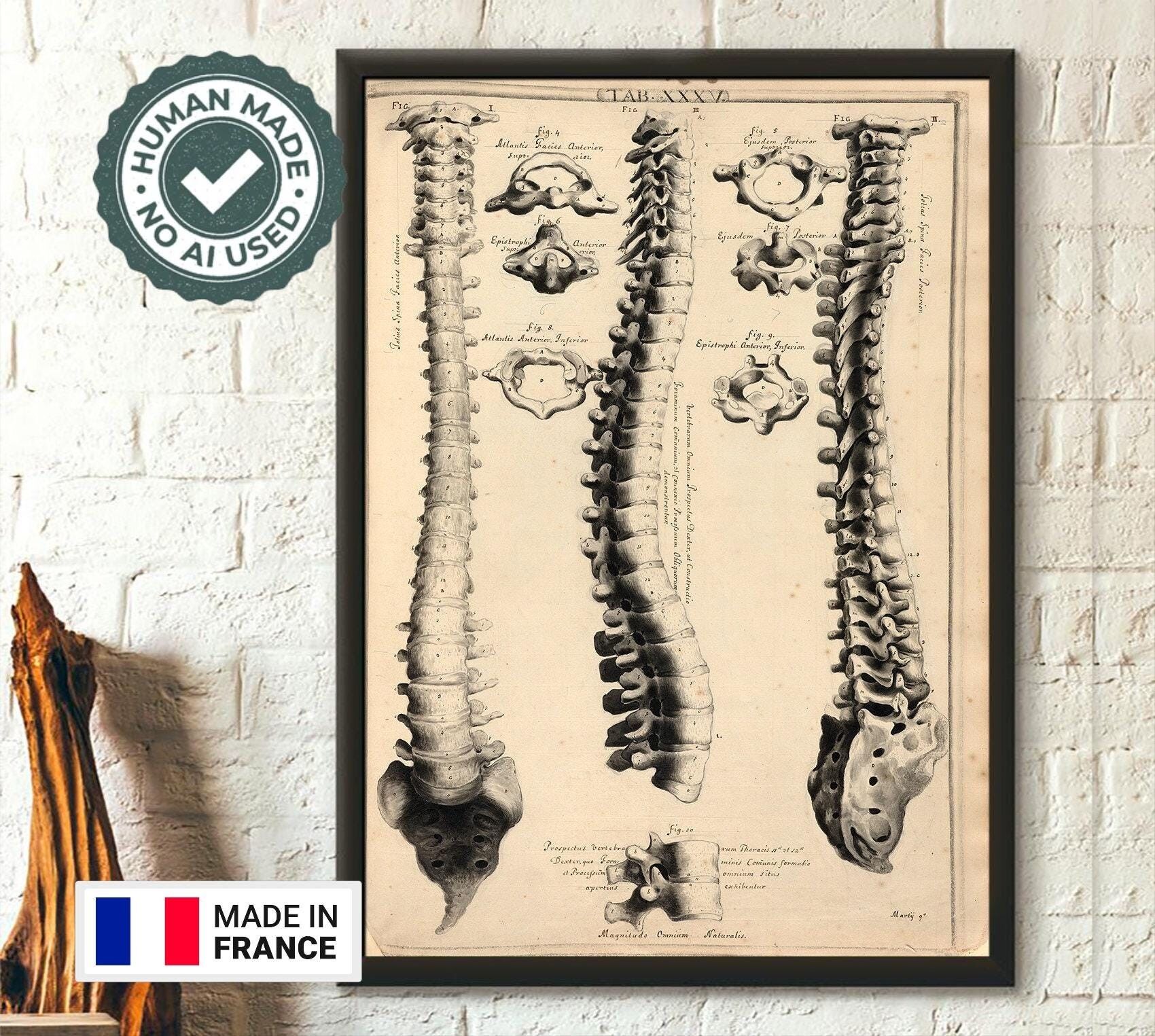 Stampa d'epoca dell'anatomia della colonna vertebrale di John Fotherby 1729-30 – Poster didattico medico