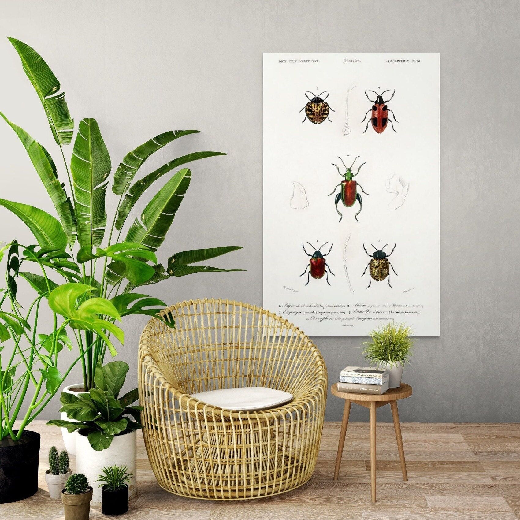 Manifesto vintage del coleottero 1892 – Arte botanica educativa