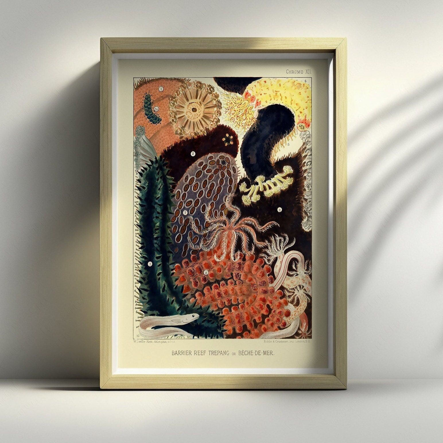 Stampa della Grande Barriera Corallina 1893 – Poster australiano d'epoca – Decorazione