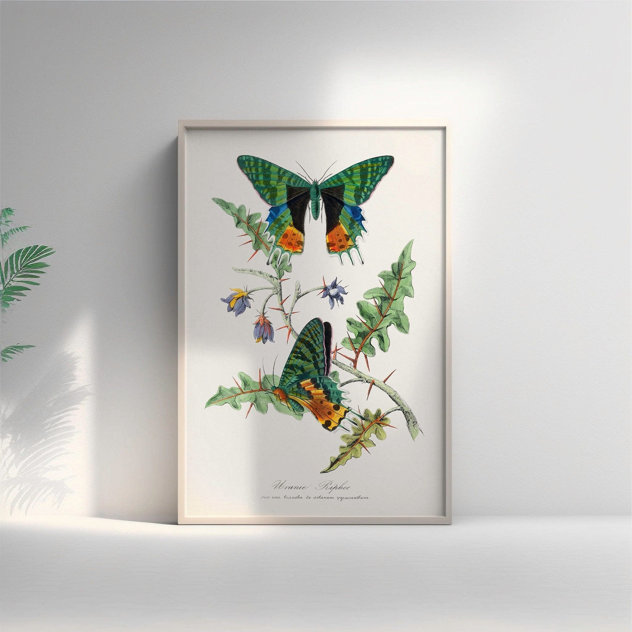 Poster botanico vintage con farfalle – Poster da parete premium – Elegante illustrazione della natura