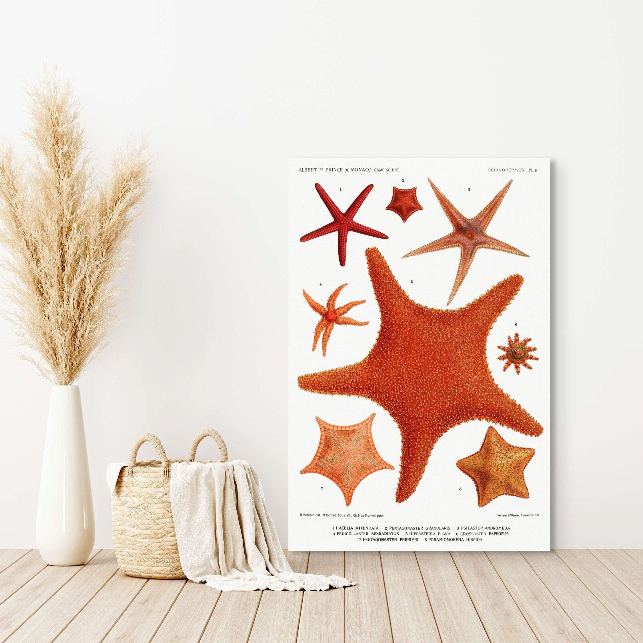 Stampa vintage di stelle marine del XIX secolo – Poster di polpo marino – Decorazione minimalista