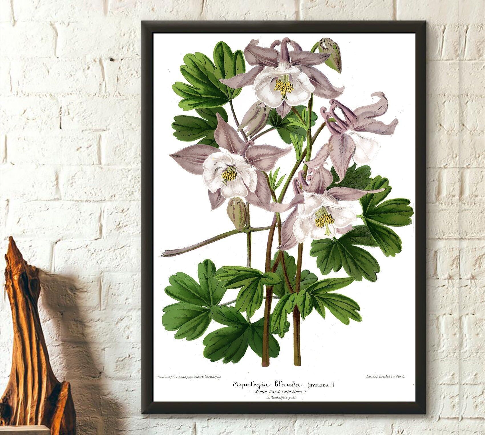 Stampa botanica vintage di Columbine – Poster Granny Bonnet – Decorazione murale floreale