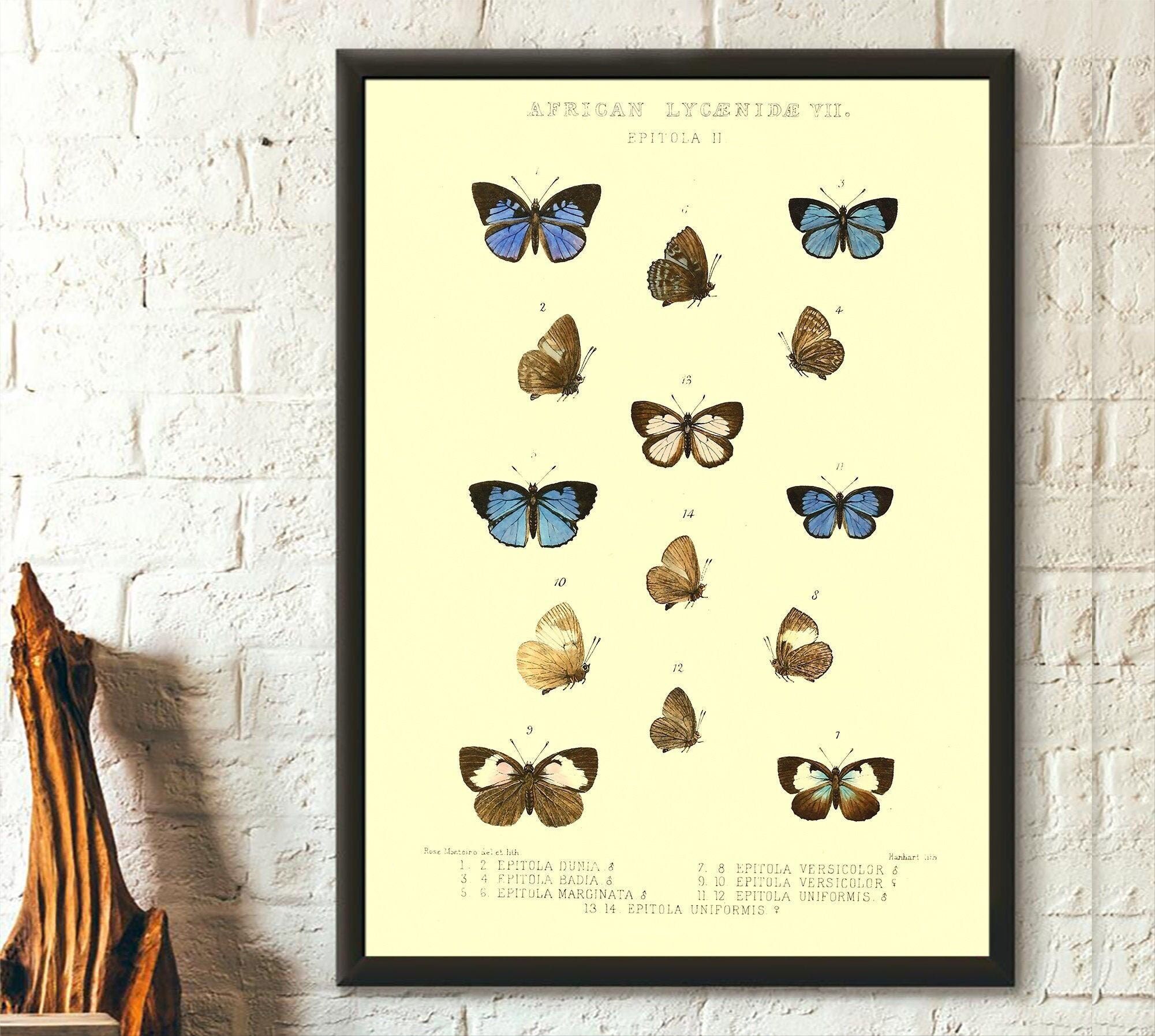 Farfalla licenide africana – Poster scientifico d'epoca – Illustrazione dell'ufficio botanico