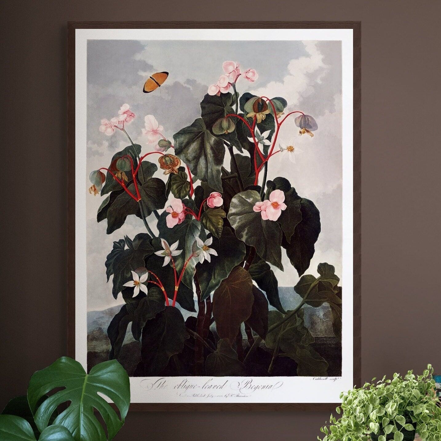 Stampa botanica d'epoca 1807 begonia a foglie oblique – Stampa per la casa