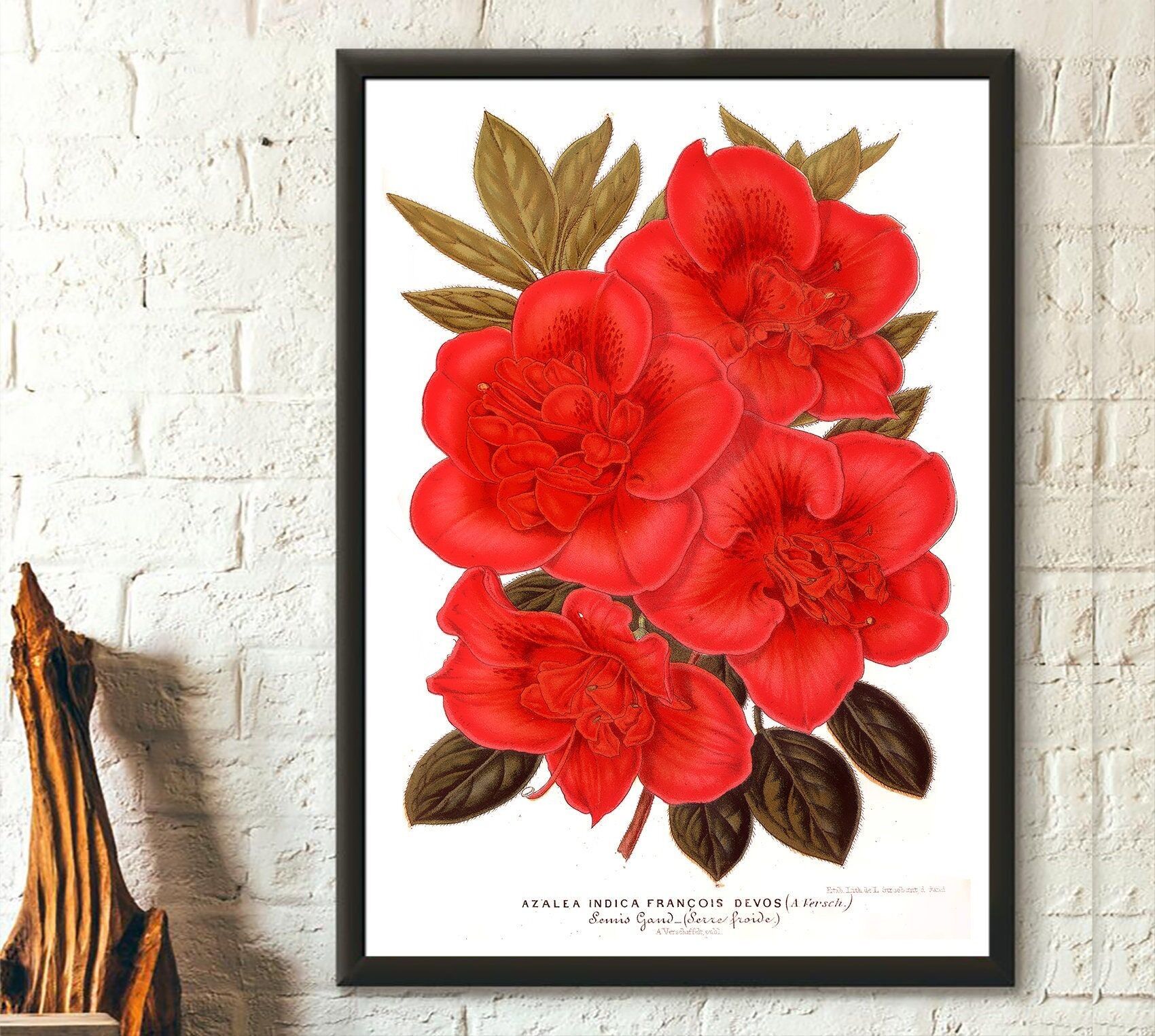 Stampa botanica vintage 1957 Rododendro – Illustrazione floreale – Decorazione murale