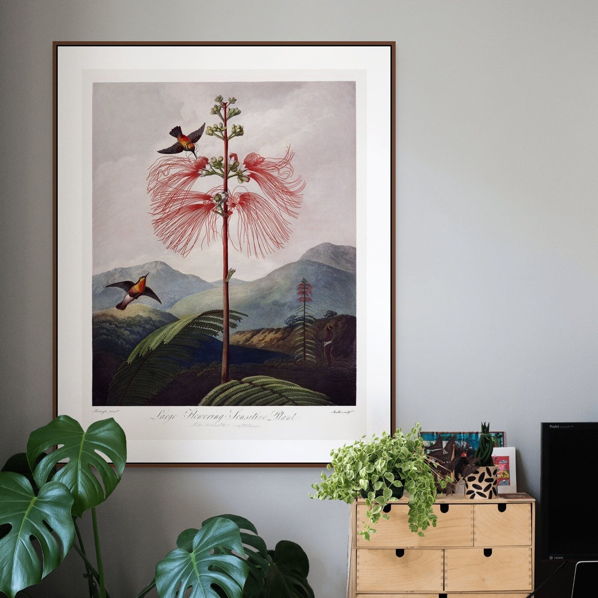 Stampa botanica d'epoca 1807 – Fiore rosso del tempio di Flora – Decorazione murale botanica