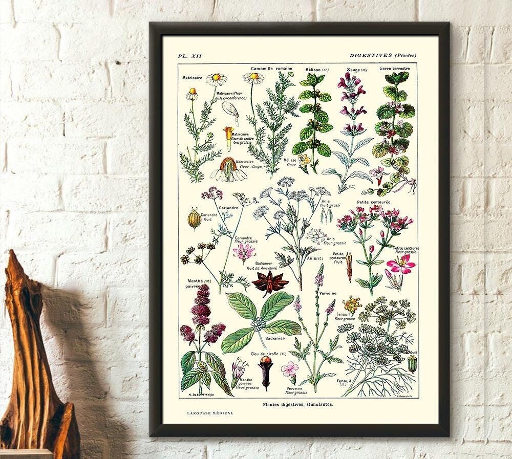 Stampa botanica vintage con piante digestive – Poster da parete per cucina