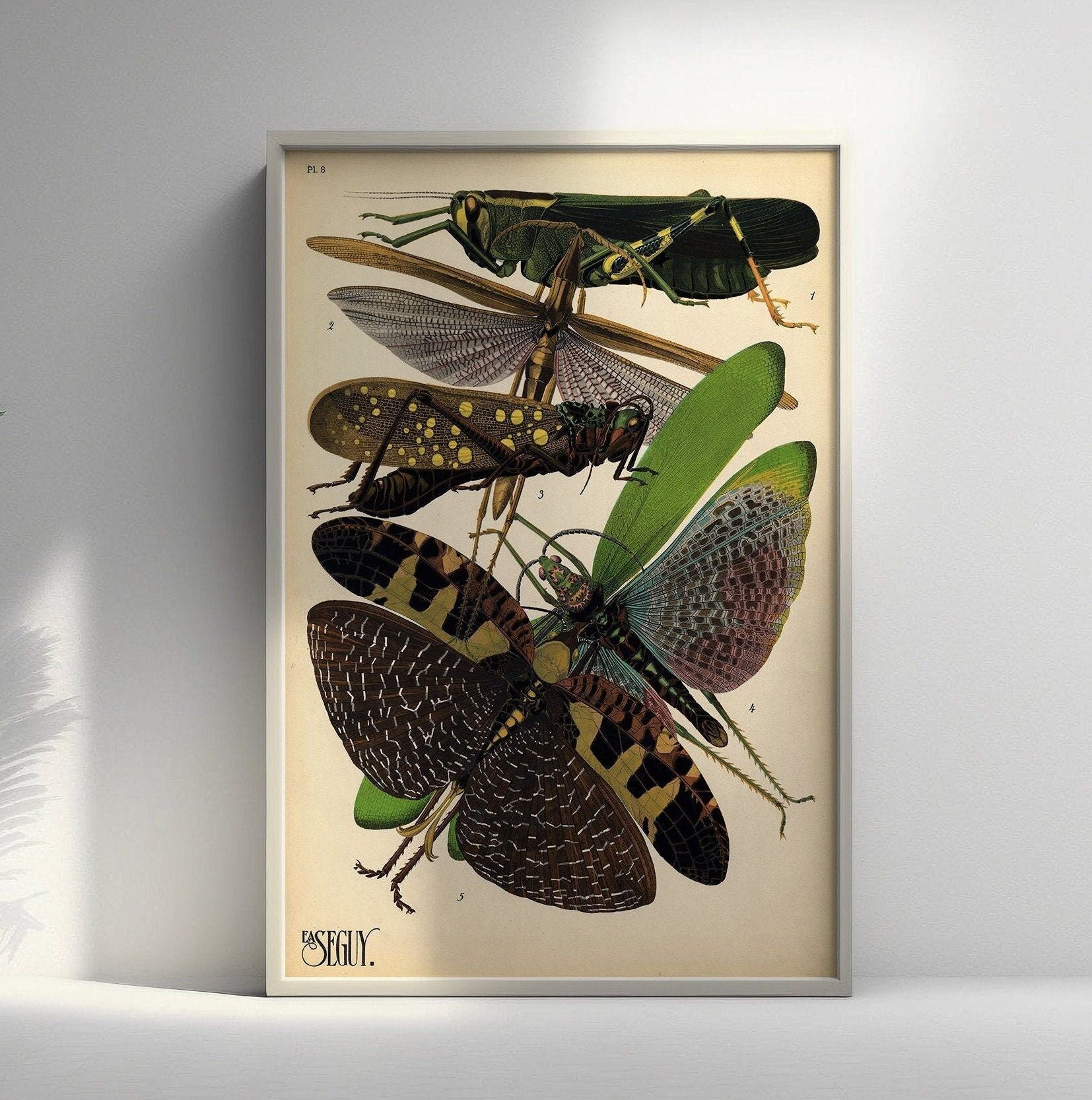 Poster vintage con falena – Stampa botanica di alta qualità dell'inizio del XX secolo