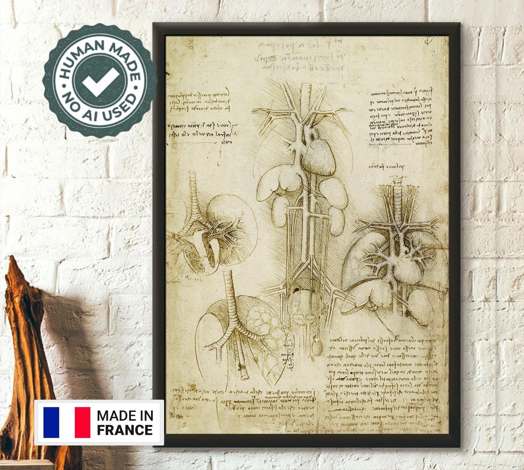 Stampa anatomica umana di Da Vinci – Poster medico – Arte anatomica per appassionati di scienza