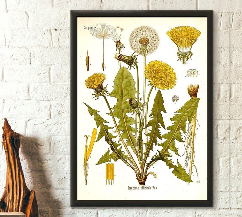 Stampa botanica vintage di tarassaco – Decorazione floreale – Illustrazione di Teraxacum Officinale – Arte murale