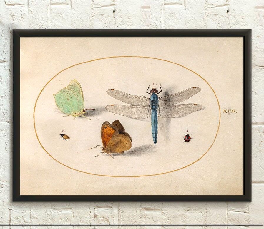 Poster Premium: Insetti insoliti di Joris Hoefnagel – Libellula e altri – Stampa scientifica – Poster di insetti