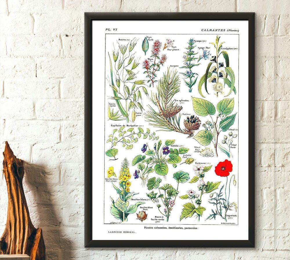 Poster Premium: Poster Botanico Vintage – Piante da Antipasto Scienza 1912 – Poster da Cucina – Decorazioni Botaniche – Compleanno