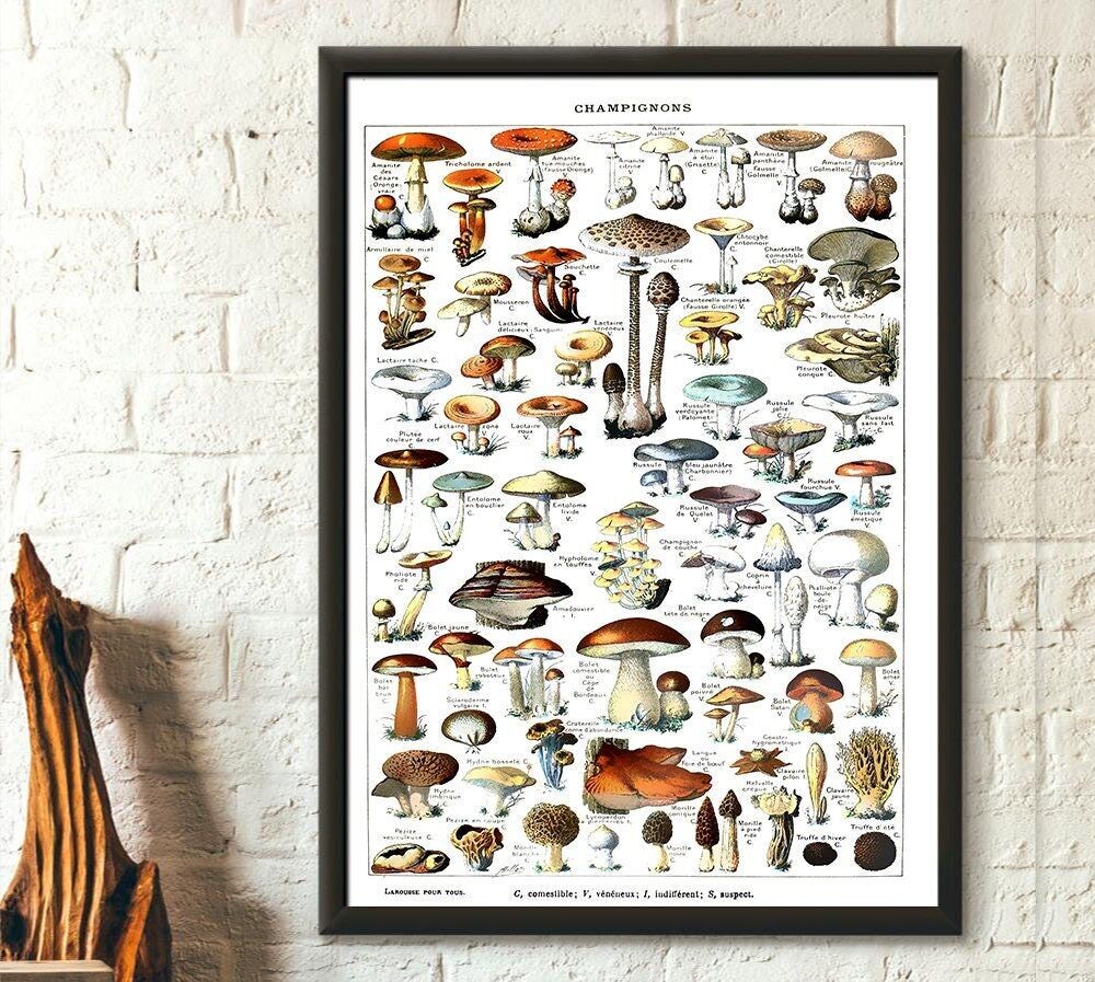 Illustrazione scientifica di funghi 1909 Adolphe Millot – Manifesto botanico – Manifesto dei funghi – Manifesto Larousse – Arte murale
