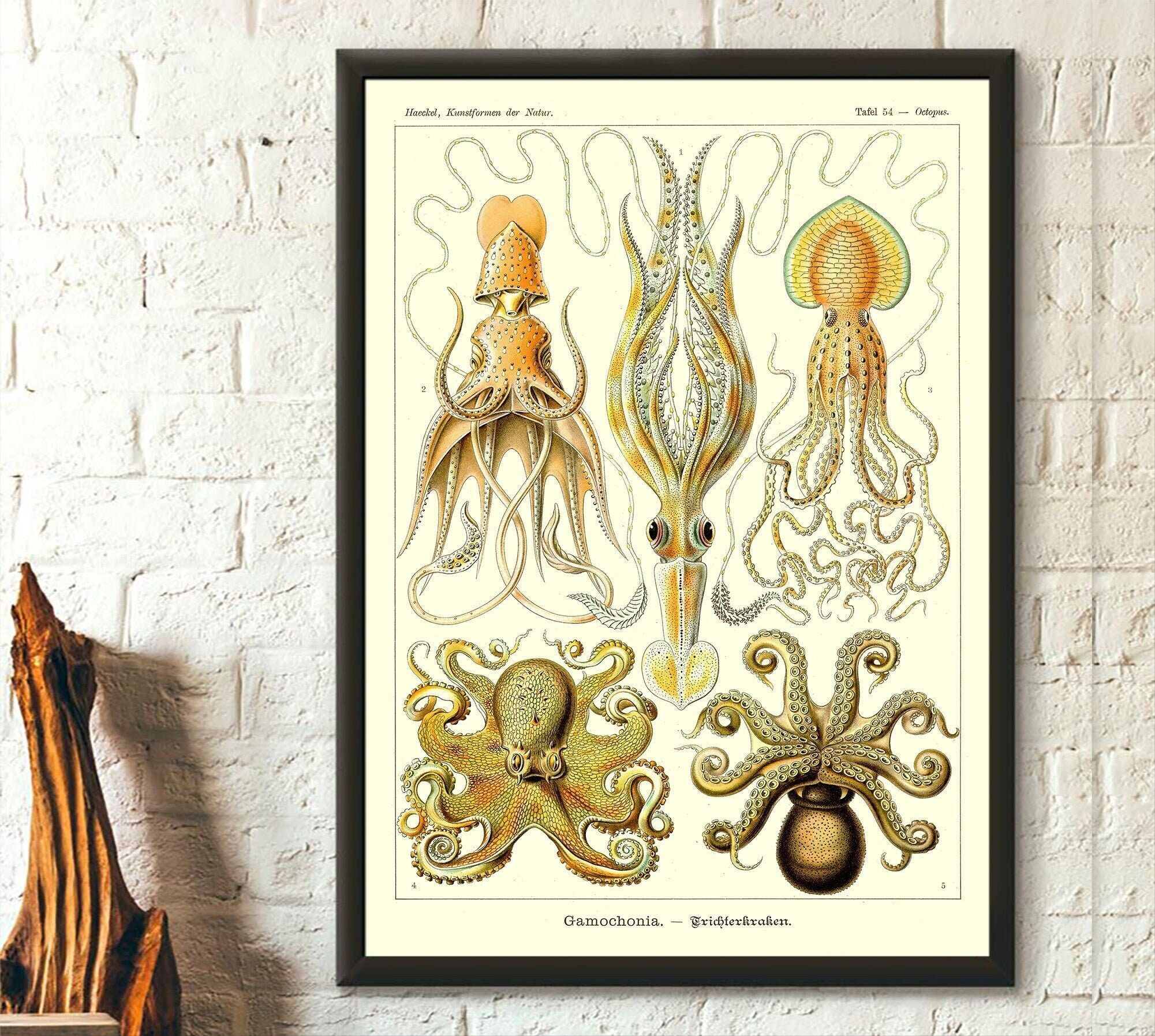 Stampa vintage di polpo del 1904 Haeckel – Arte oceanica – Poster marino – Poster di polpo – Decorazione di compleanno marina