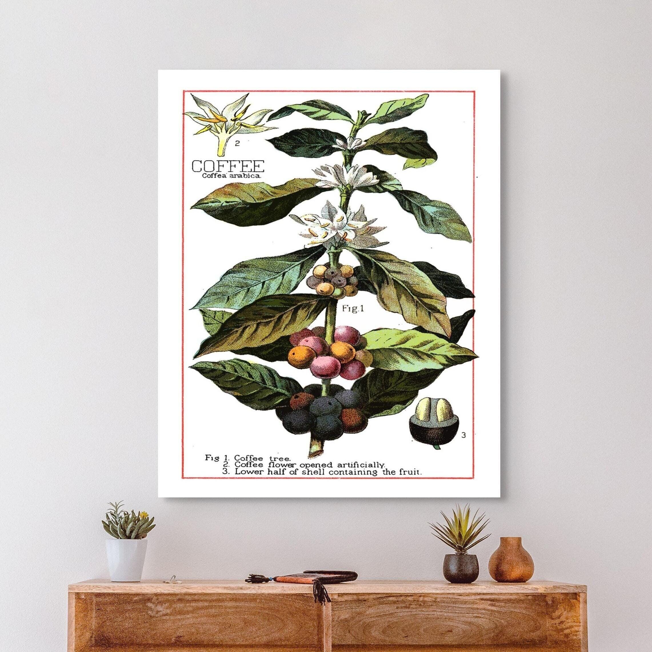 Poster Premium: Poster Botanico Vintage sul Caffè – Poster Vintage da Cucina – Poster sul Cibo – Poster sul Caffè – Arte Murale Botanica