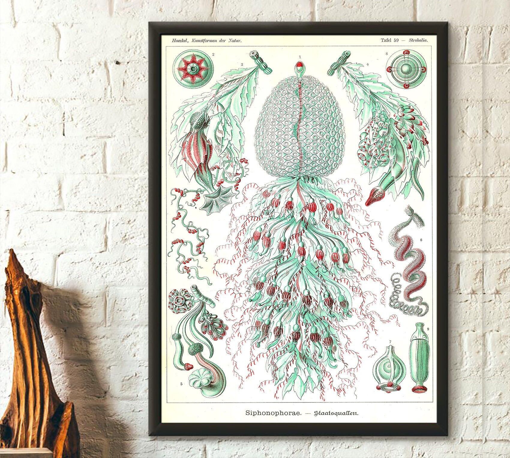 Stampa vintage di animali marini del 1904 di Ernst Haeckel – Stampa murale vintage di animali marini – Poster di vita marina – Riproduzione idea regalo