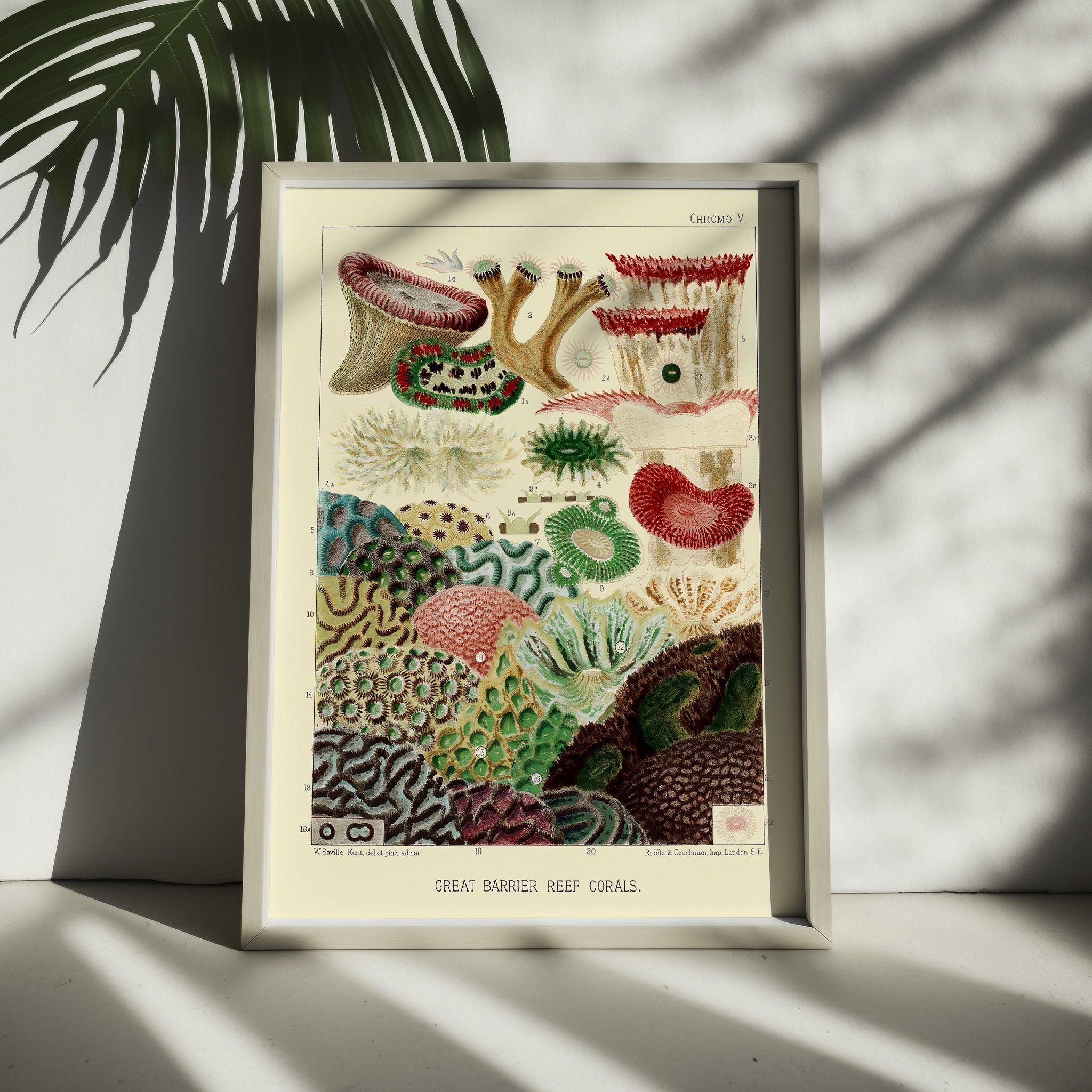 Poster da parete nautico d'epoca - Grande barriera corallina, Australia 1893 - Decorazioni marine - Arte murale nautica