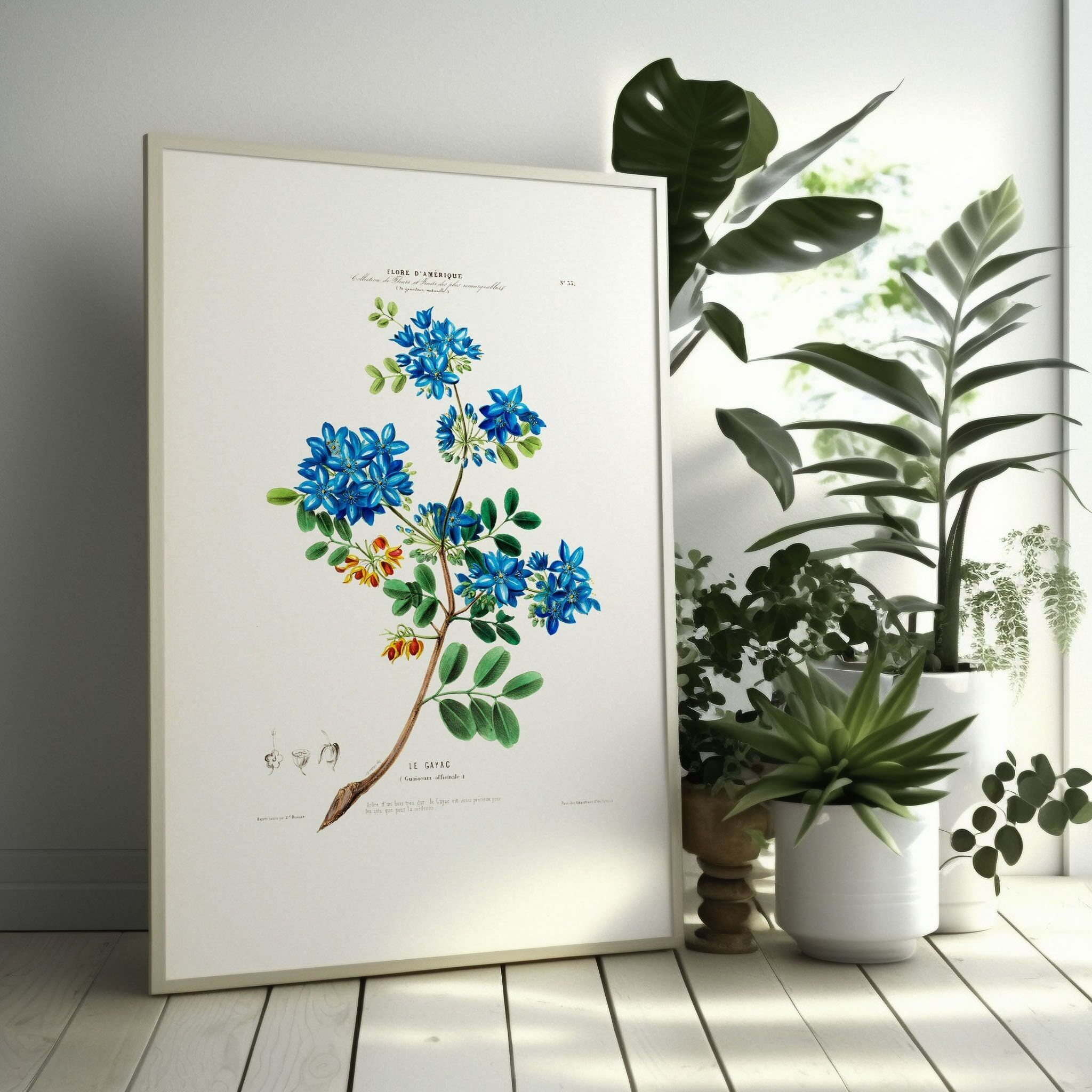 Poster botanico d'epoca – La Célestine – Poster floreale del XIX secolo – Arte murale botanica – Decorazione per la casa – Regalo floreale