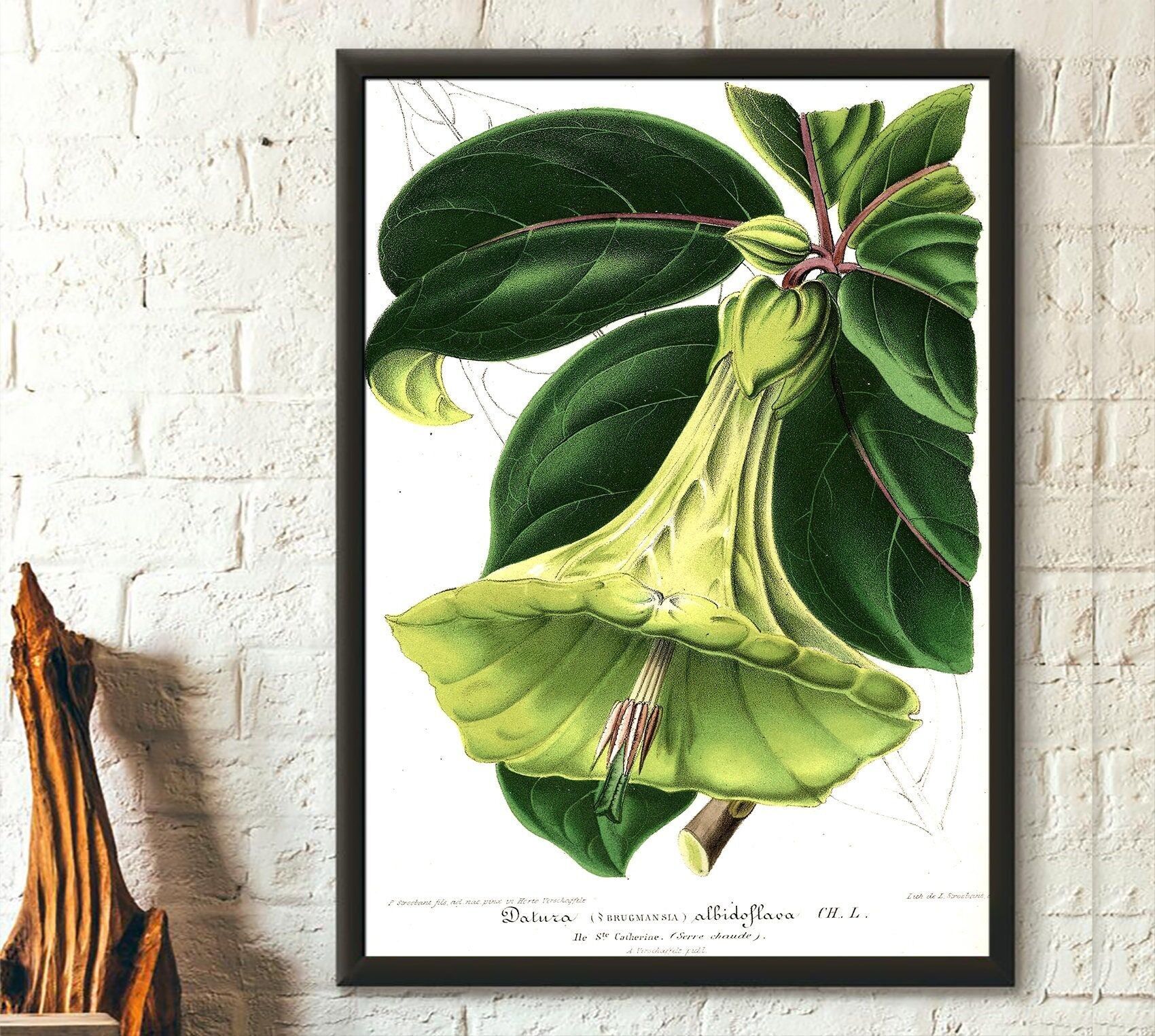 Stampa floreale vintage del 1957 – Fiore di tromba del diavolo – Illustrazione floreale – Idea regalo per decorazioni botaniche