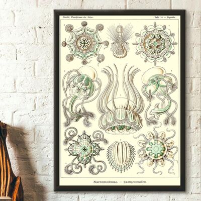 Impression murale méduse marine 1904 – Haeckel – Art mural océan – Idée cadeau déco