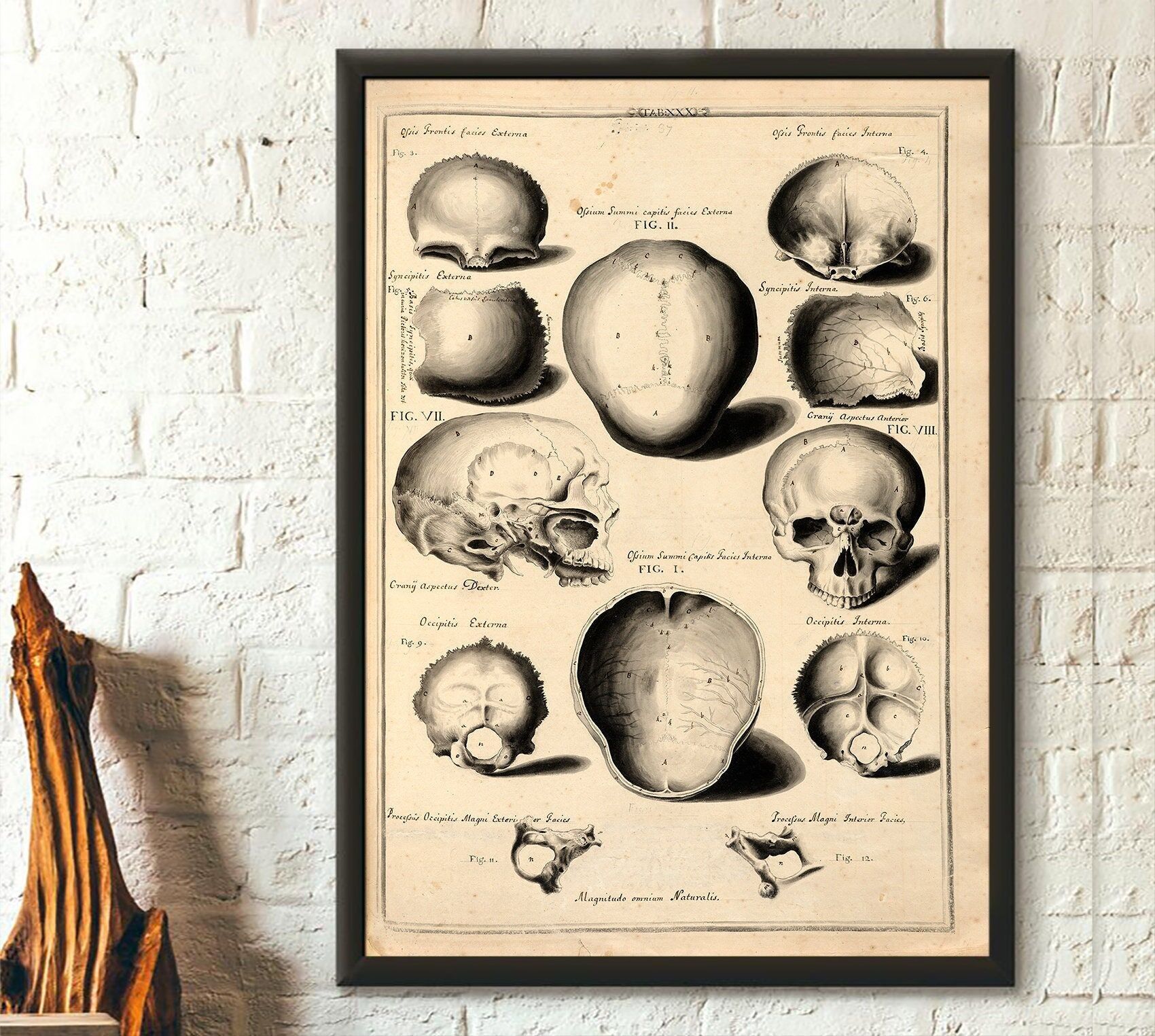 Poster di anatomia del viso esterno di John Fotherby 1729–30 – Arte murale anatomica – Idea regalo medica