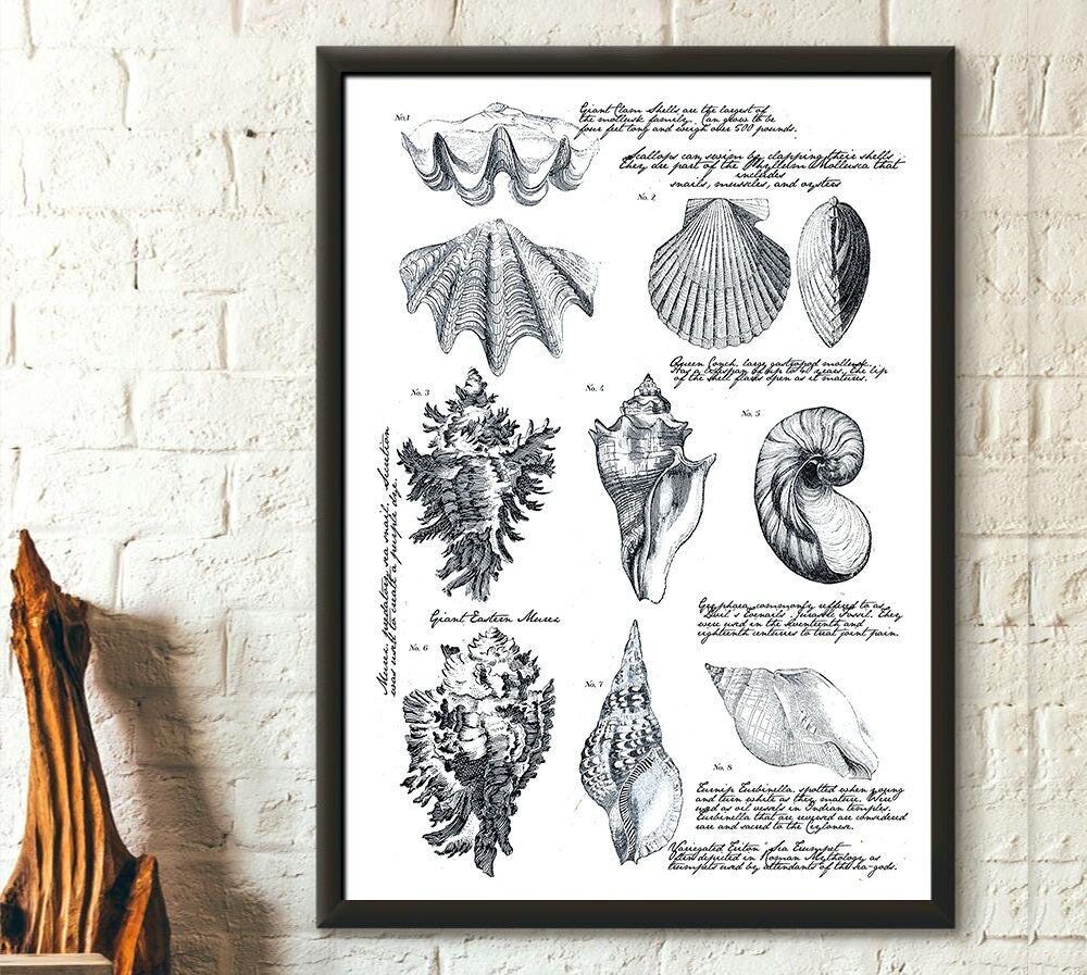 Stampa di conchiglie – Stampa nautica – Stile marittimo – Poster oceano – Idea regalo – Riproduzione artistica