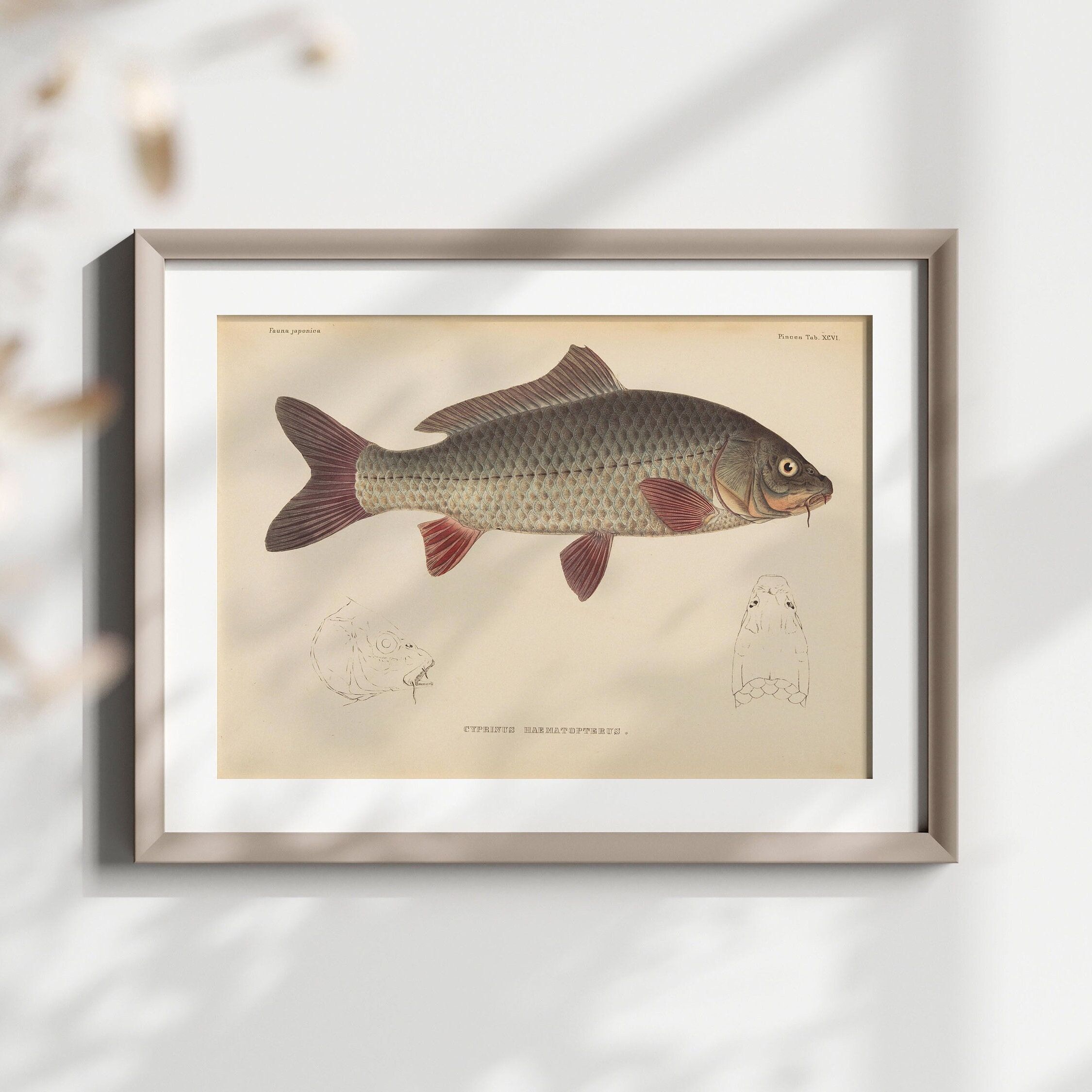 Fauna Japonica Arte murale del XIX secolo – Arte giapponese – Poster botanico di pesci – Illustrazione marina giapponese