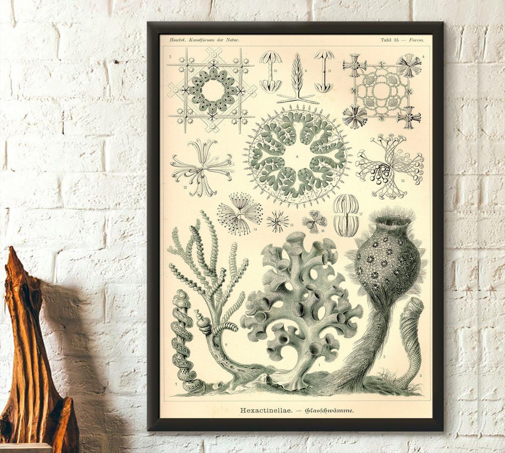 Stampa nautica d'epoca 1904 – Ernst Haeckel – Stampa murale vintage con tema oceanico – Poster con vita marina – Idea regalo per la casa