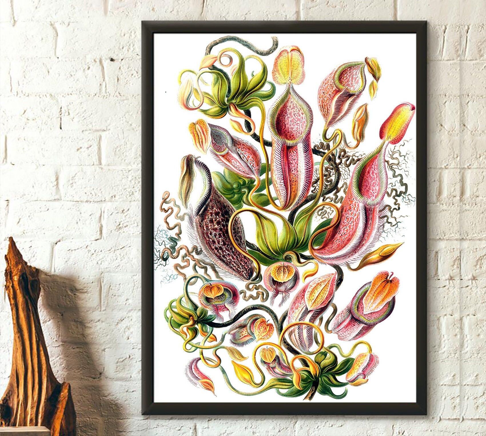 Poster Premium: Fiore di Nepenthes vintage – Poster di pianta carnivora – Poster di Ernst Haeckel